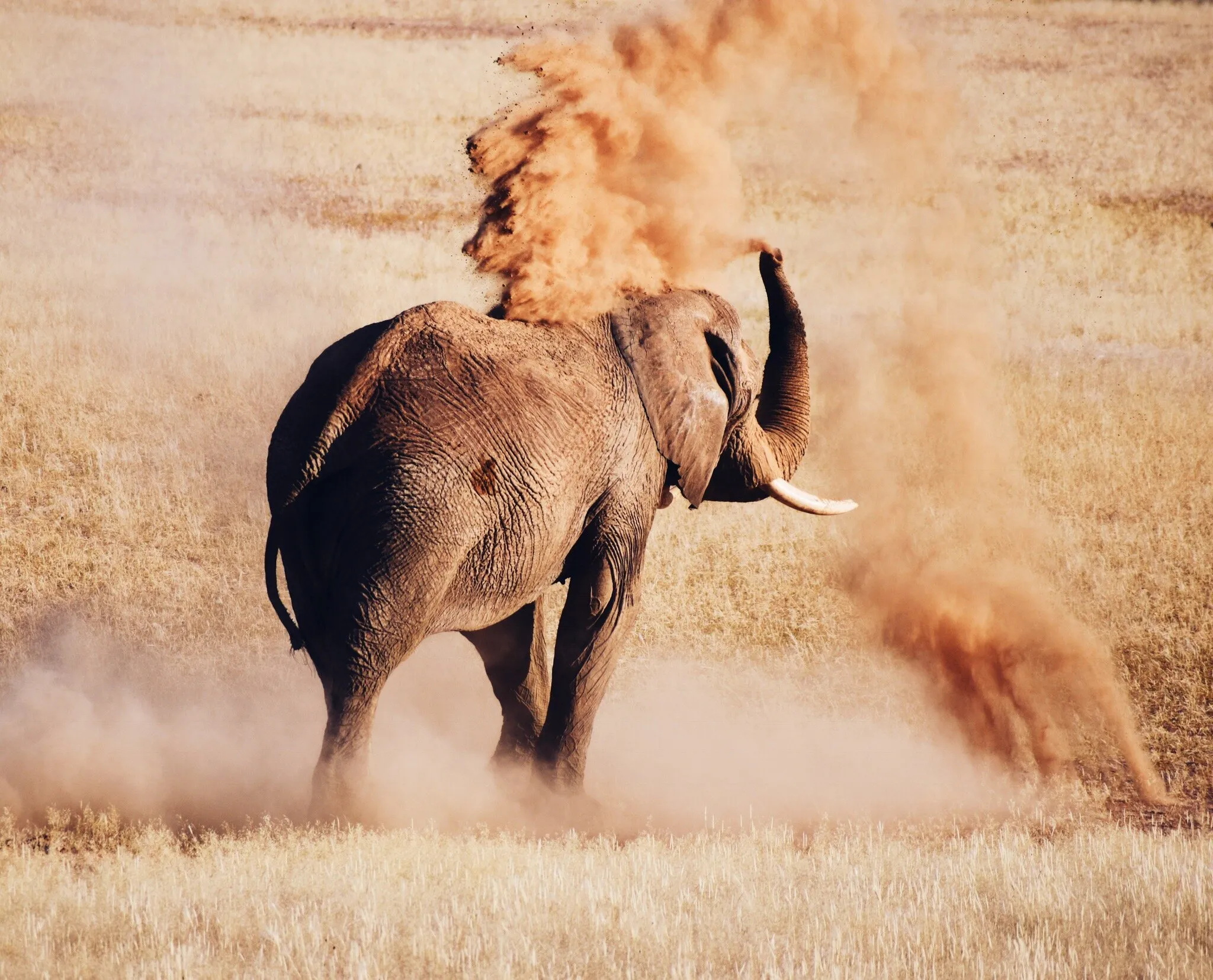 Desert Dust Bath
