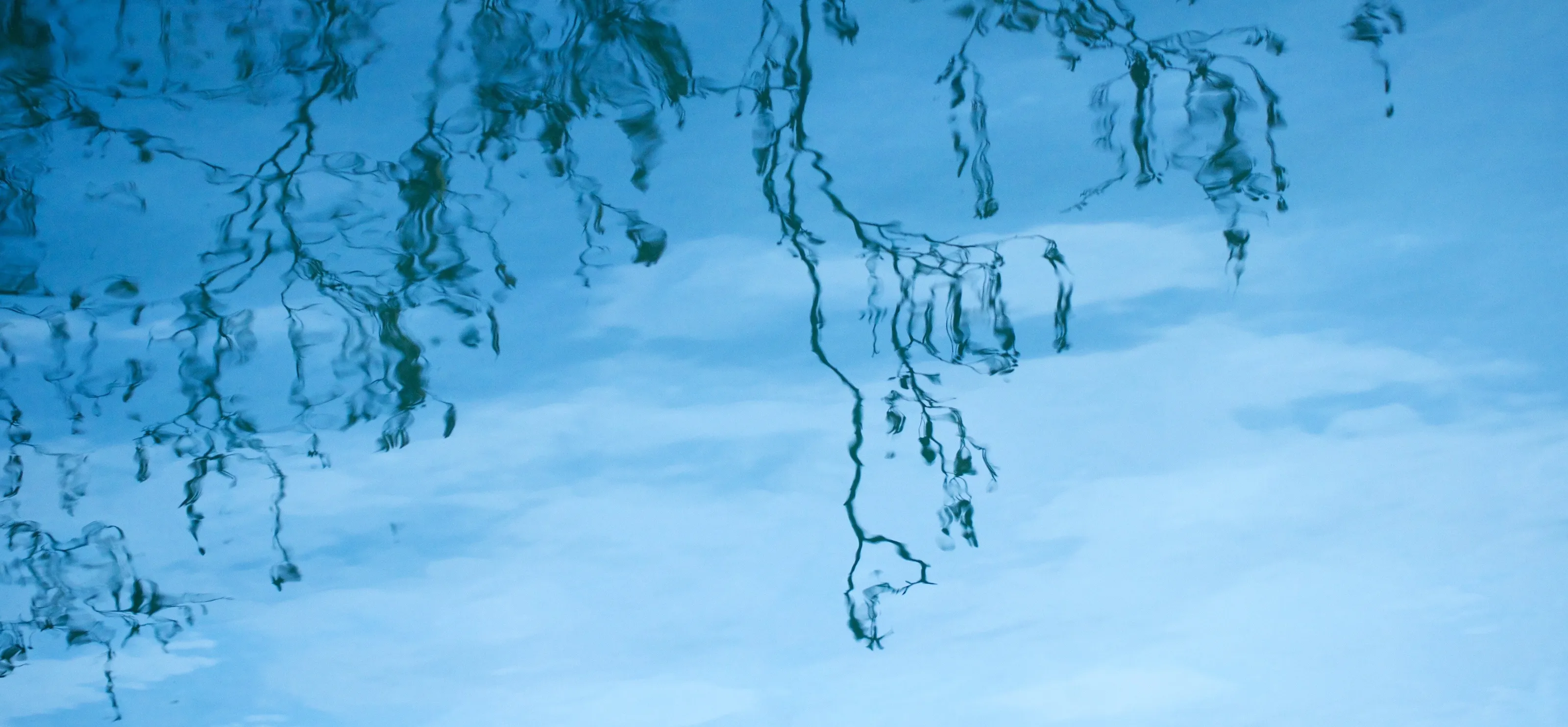 Trees in winter