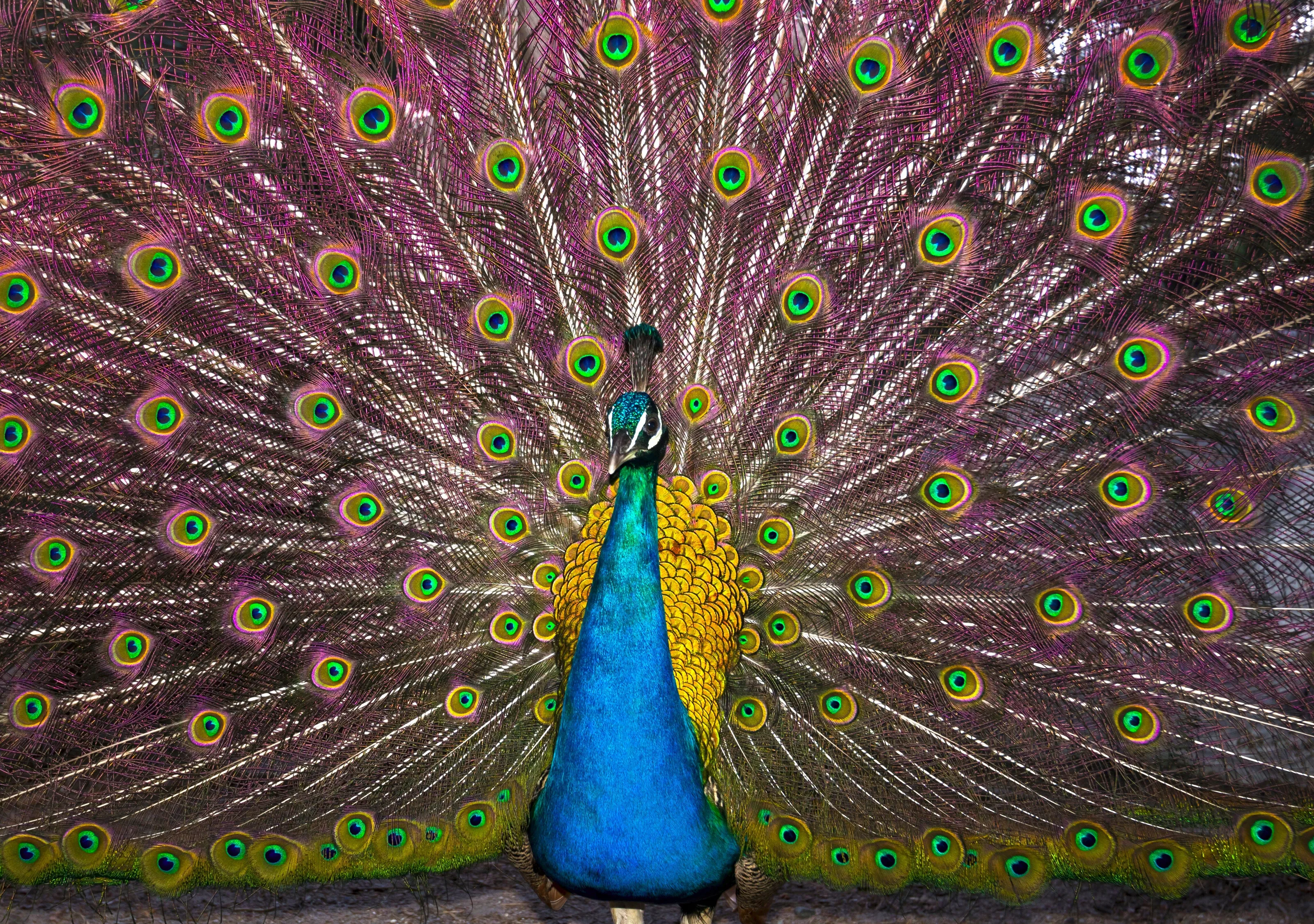 Peacock Portrait