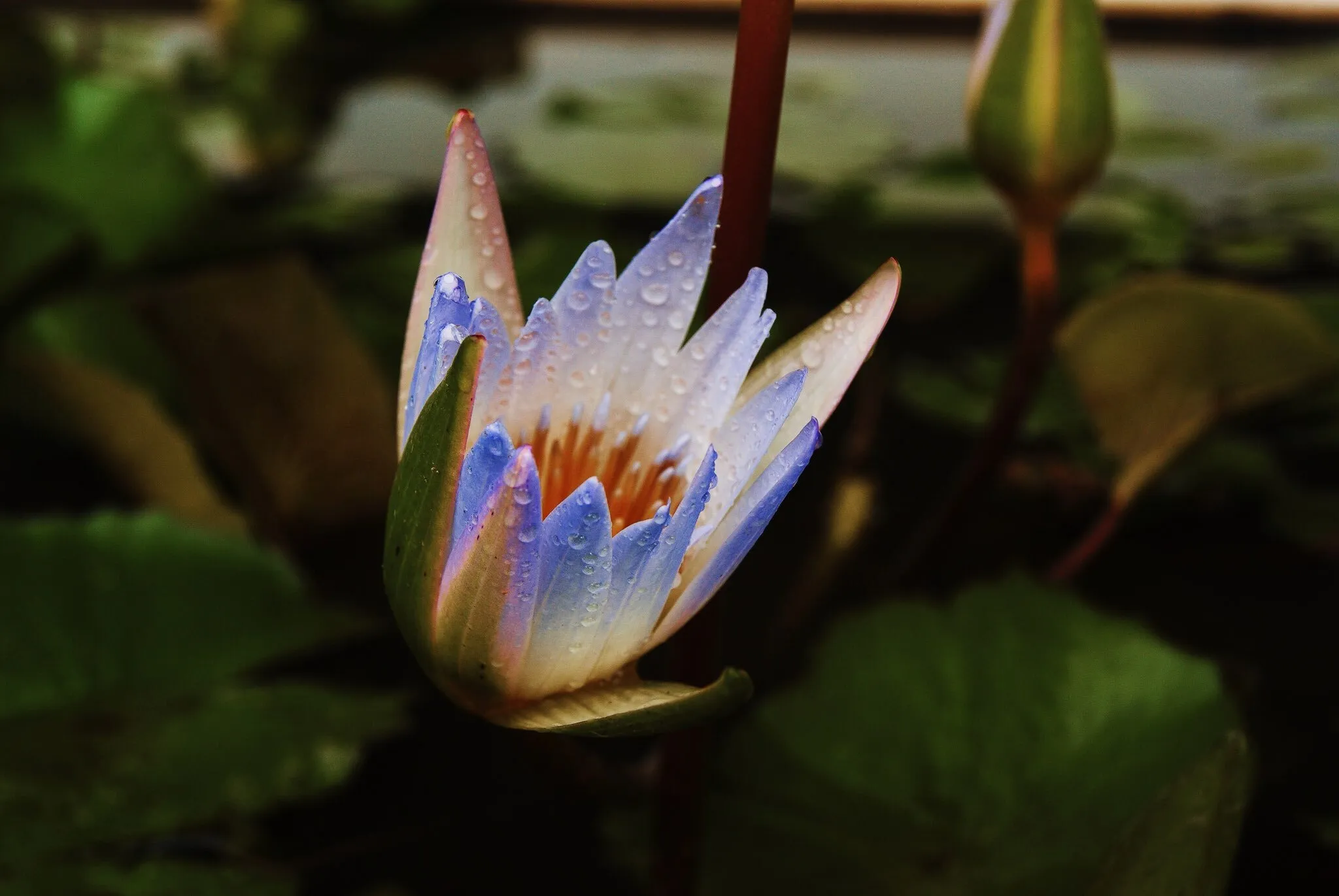 Lotus in Bali