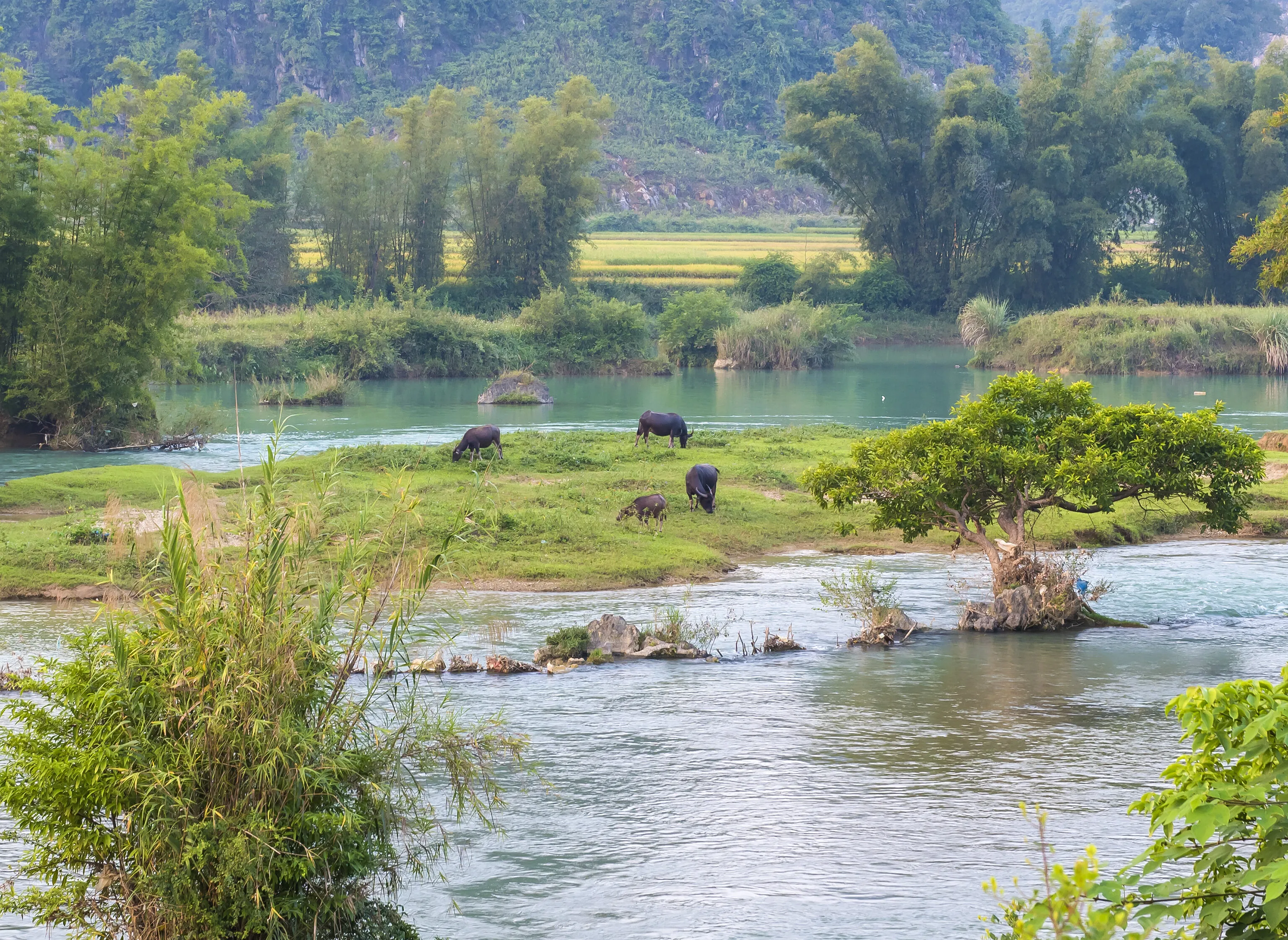 A view of a peaceful river
