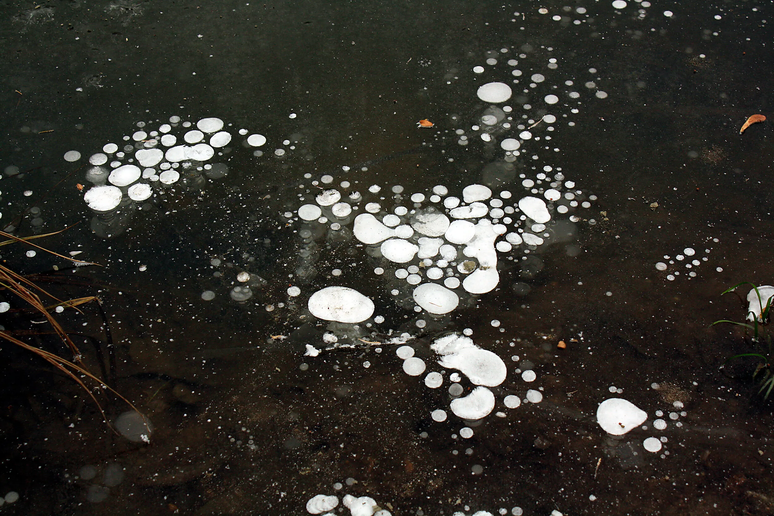 Bubble parade