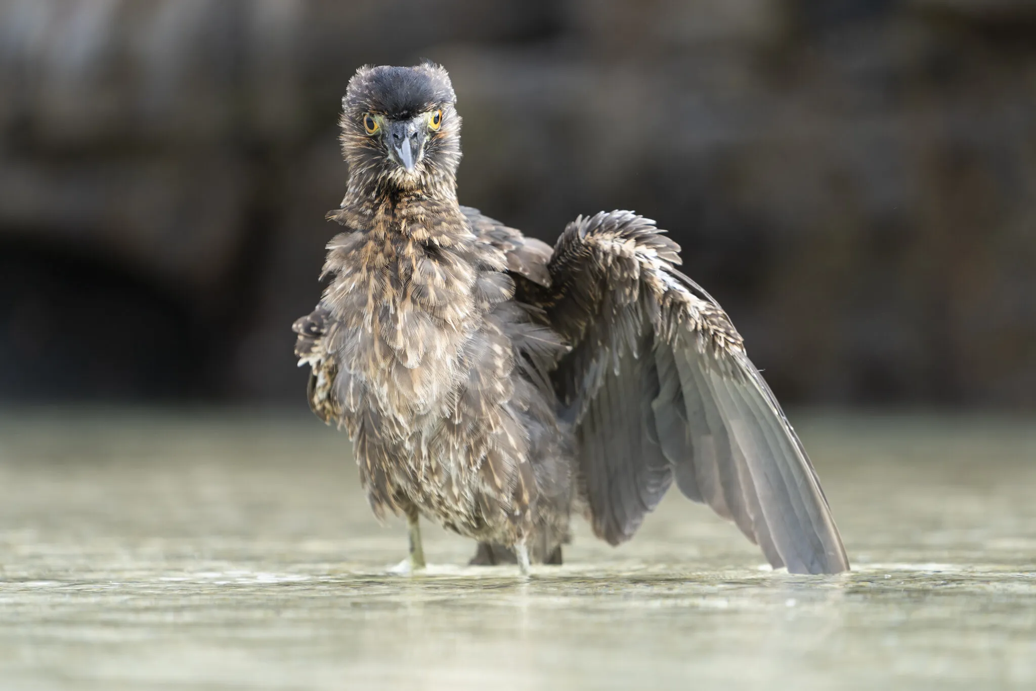 A yellow crowned night heron on Genovesa Island in the Galapagos Archipealgo of Ecuador