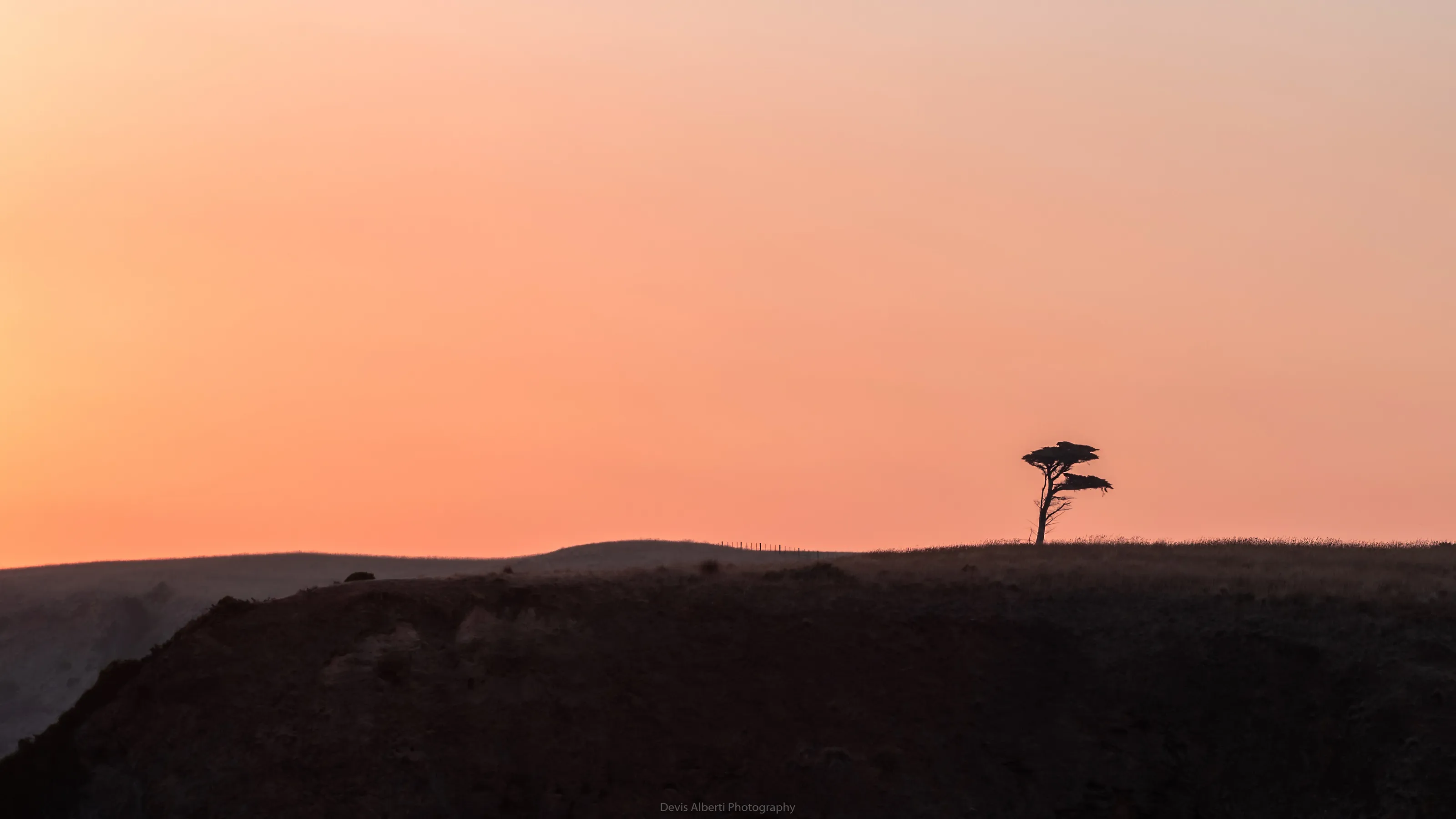 The Tree