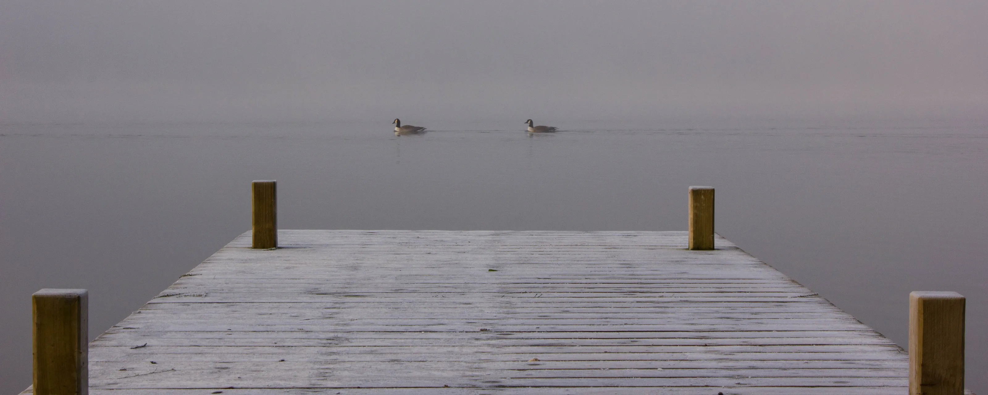Misty Morning Geese, Lake Windermere, UK
