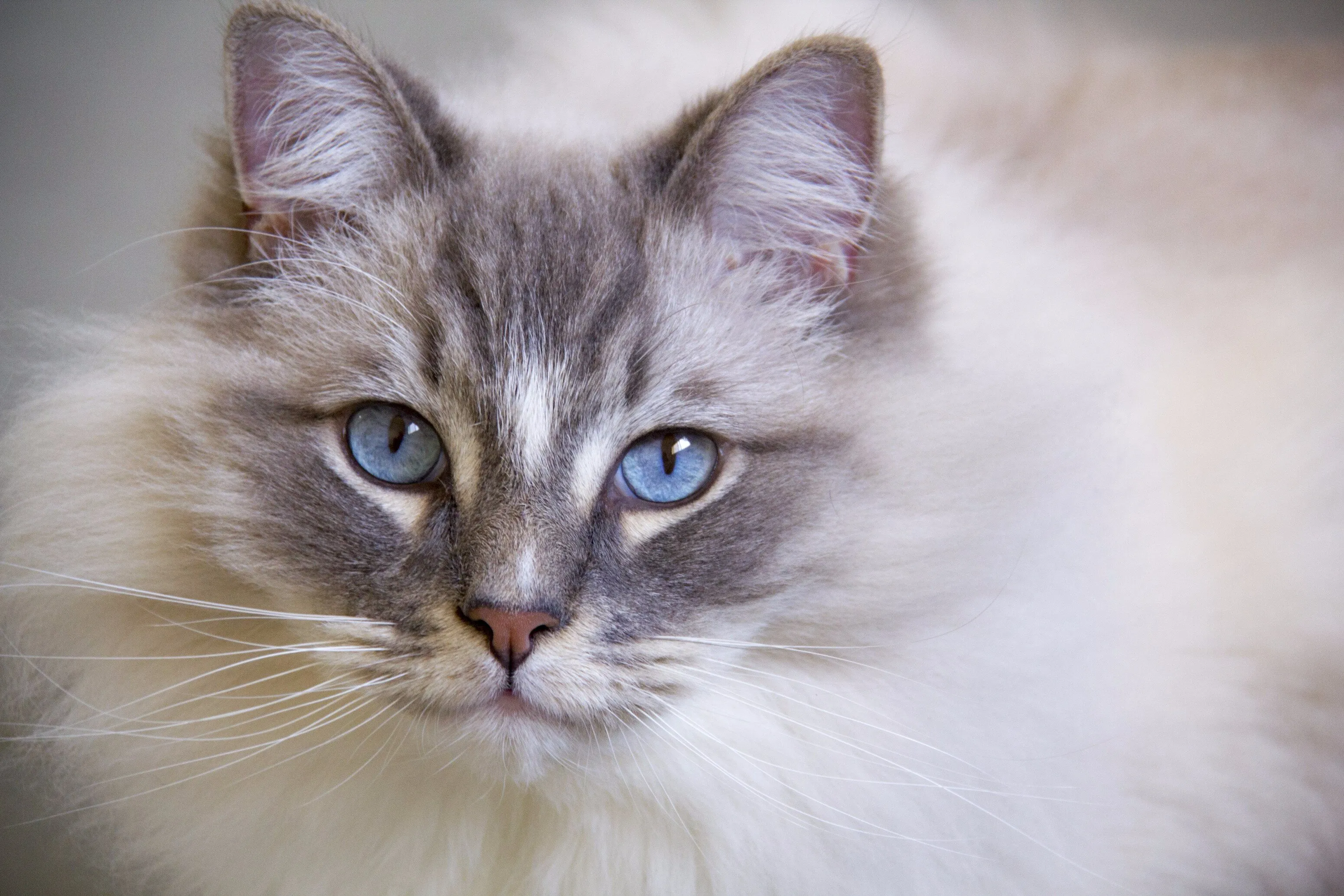 Closeup portrait of ragdoll cat.