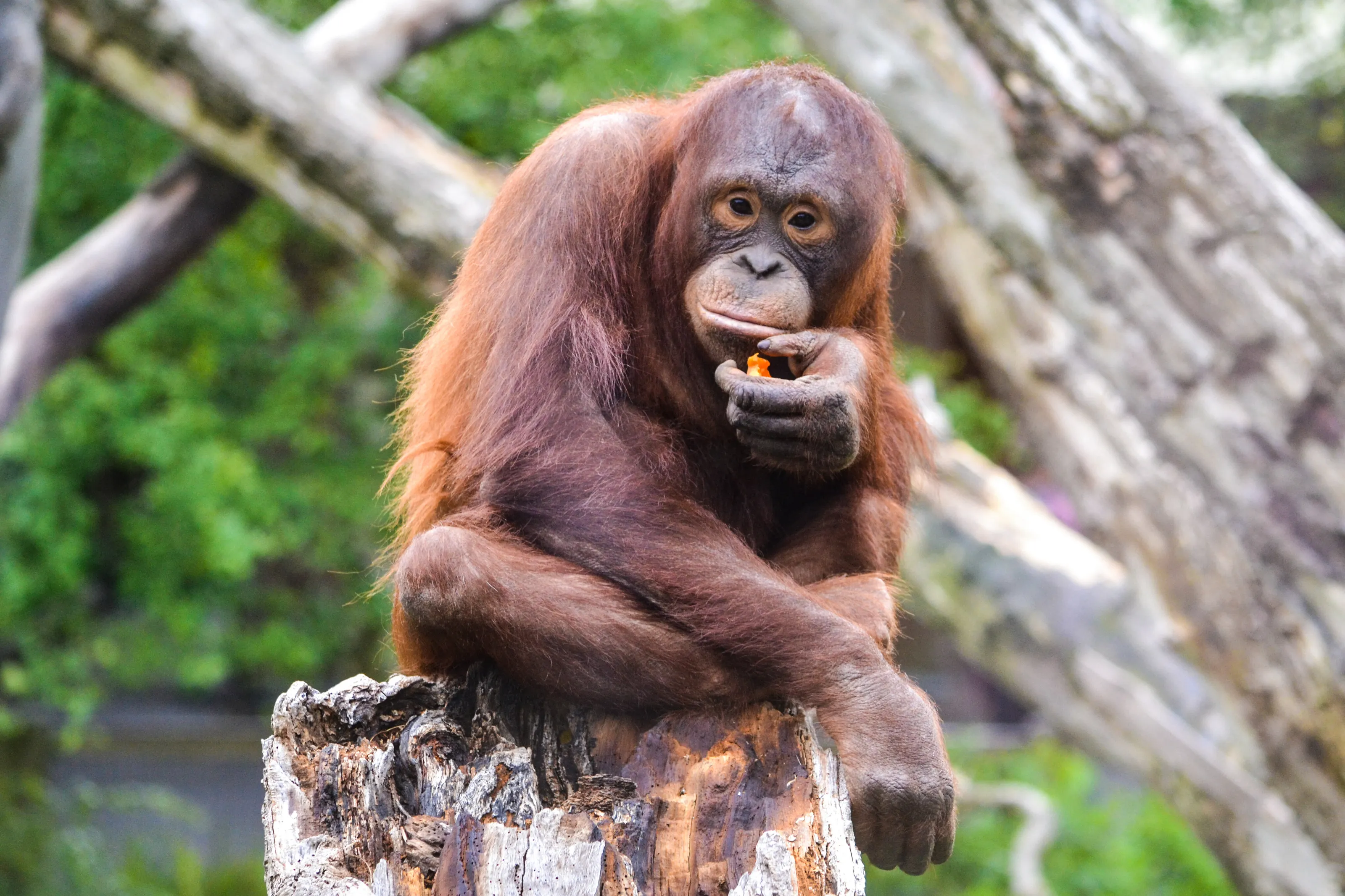 Orangutans breakfast