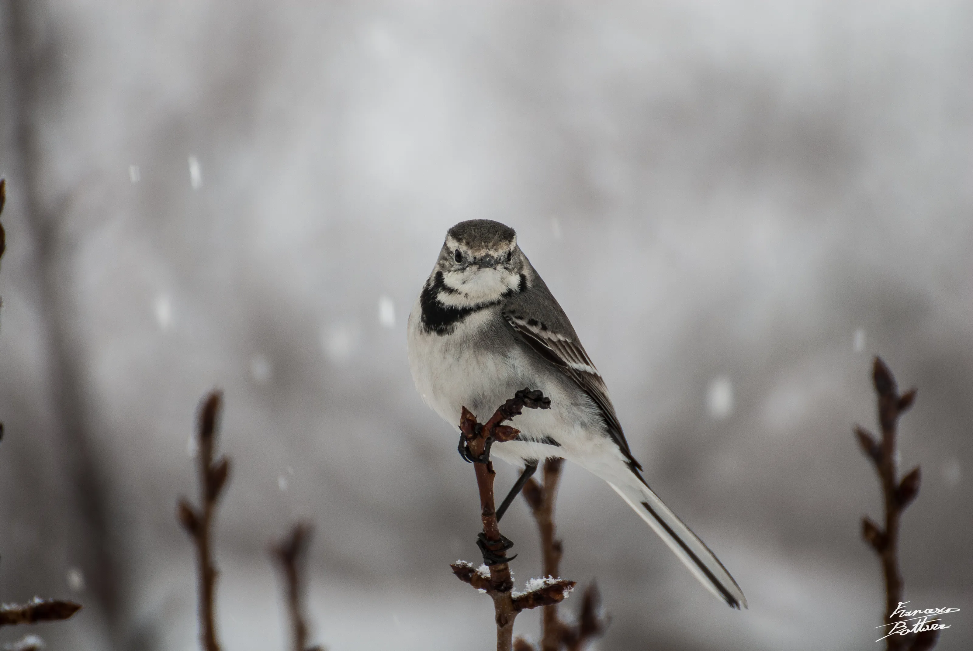 Motacilla Alba