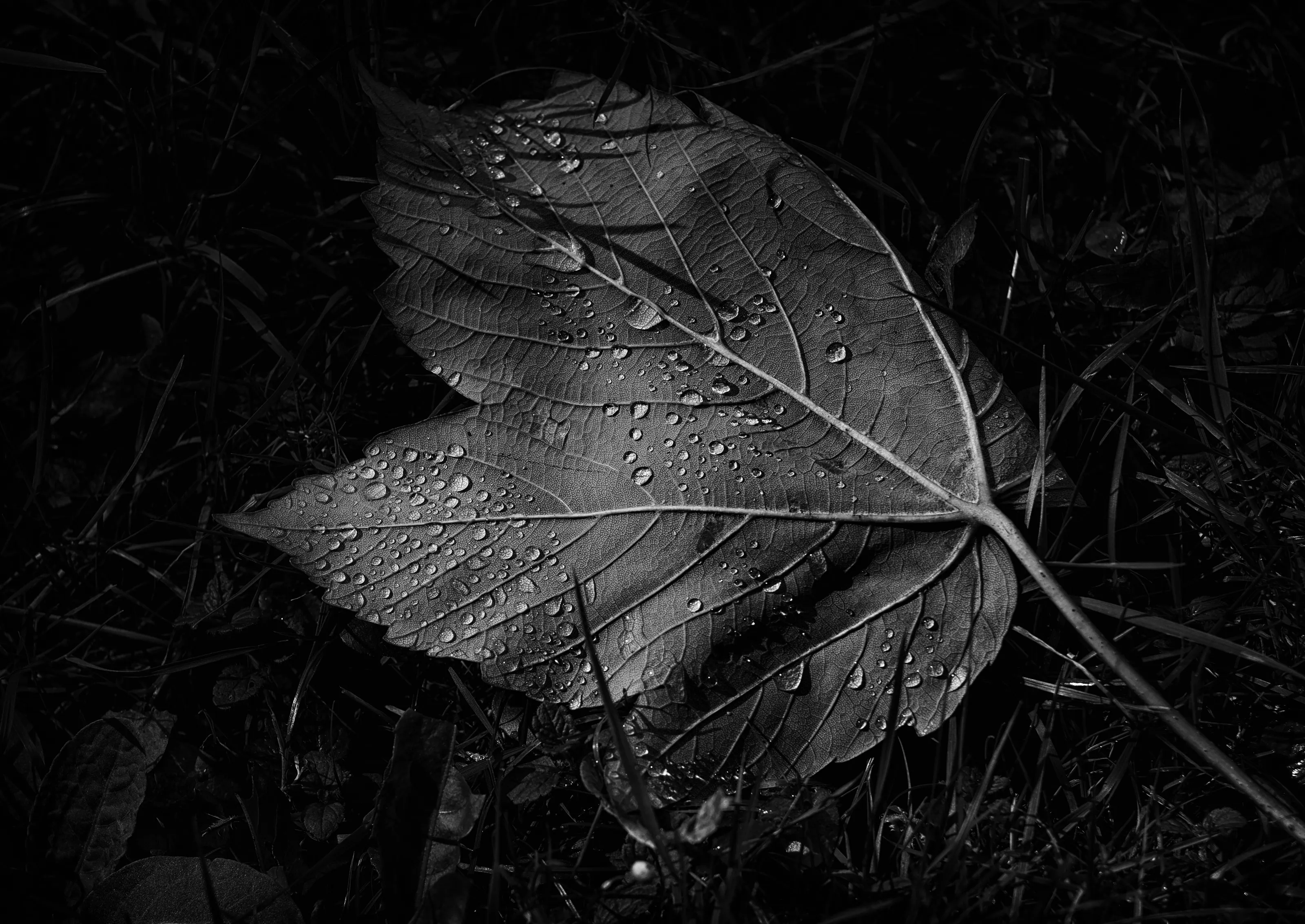 Silver Tears