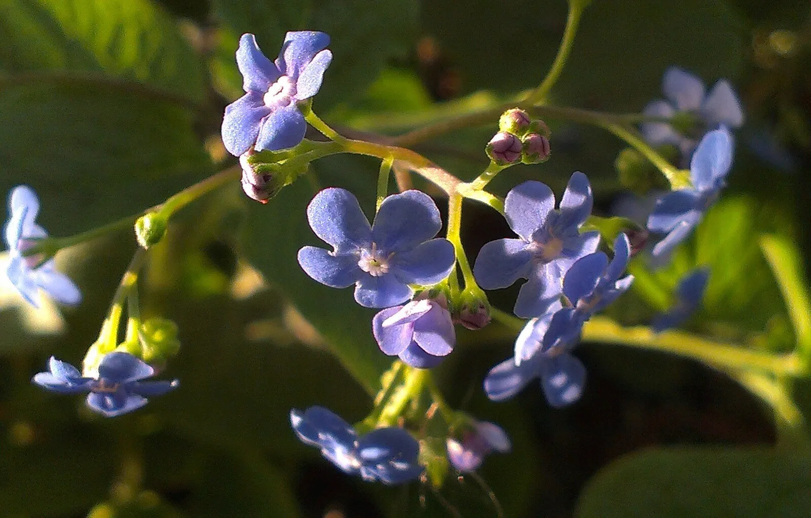 Forgetmenot