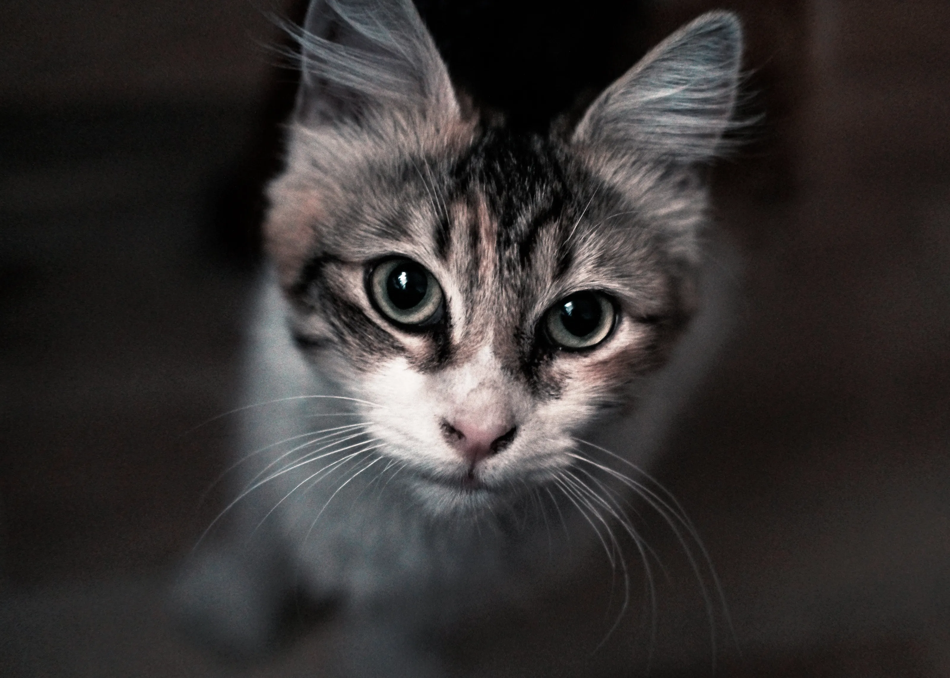 My first cat