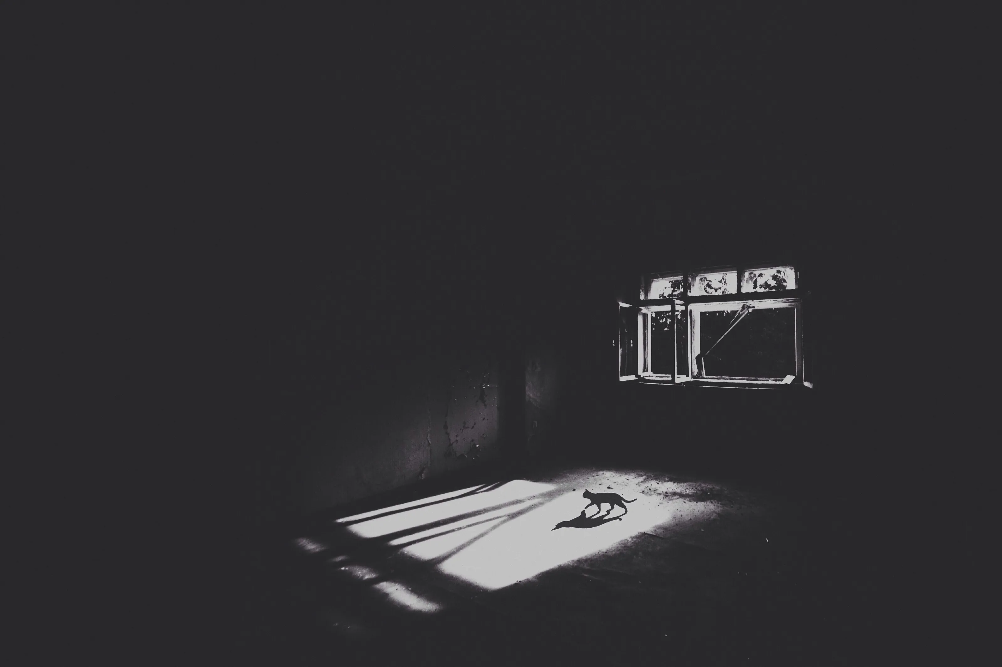 Cat Shadow