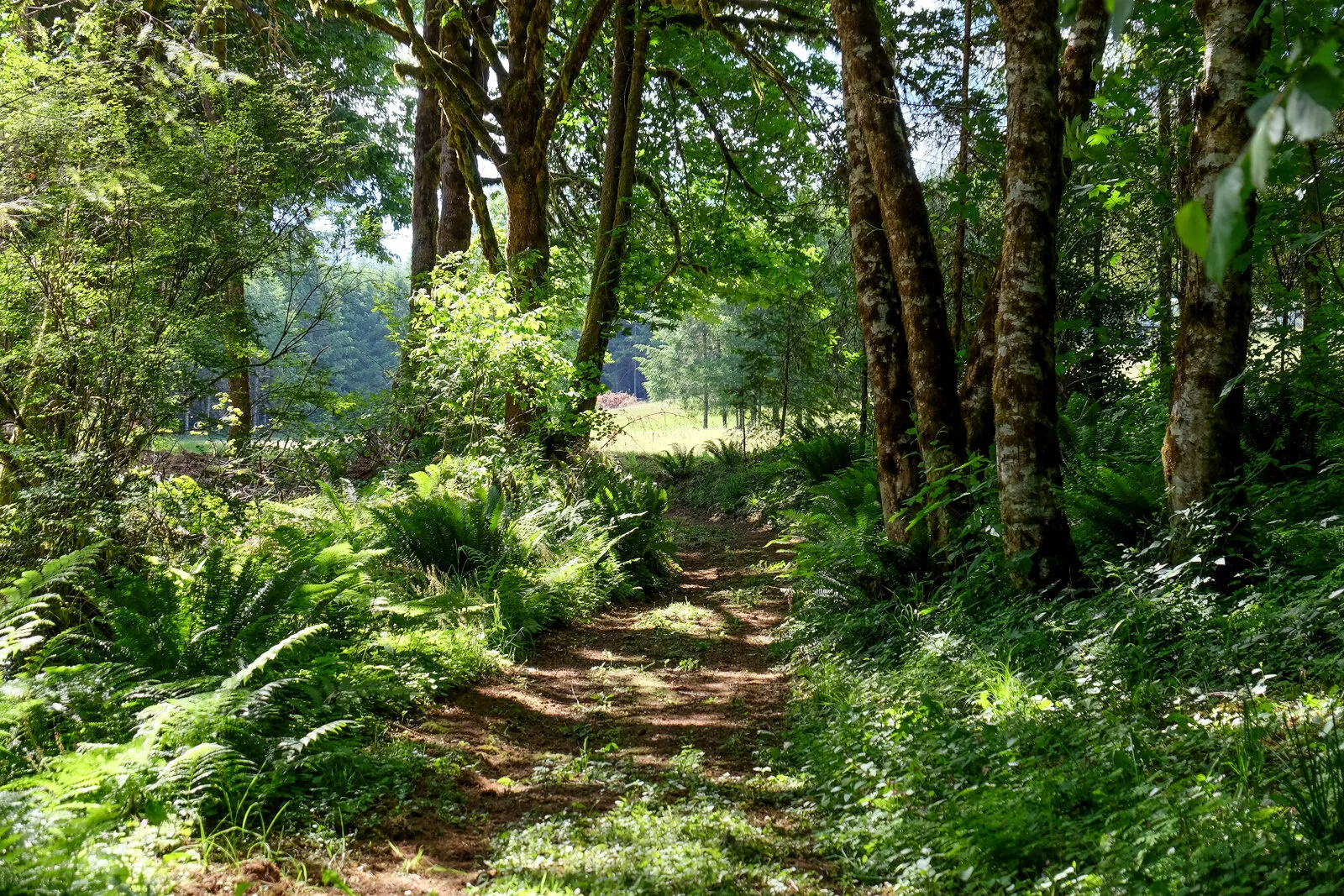 Woodland Trail