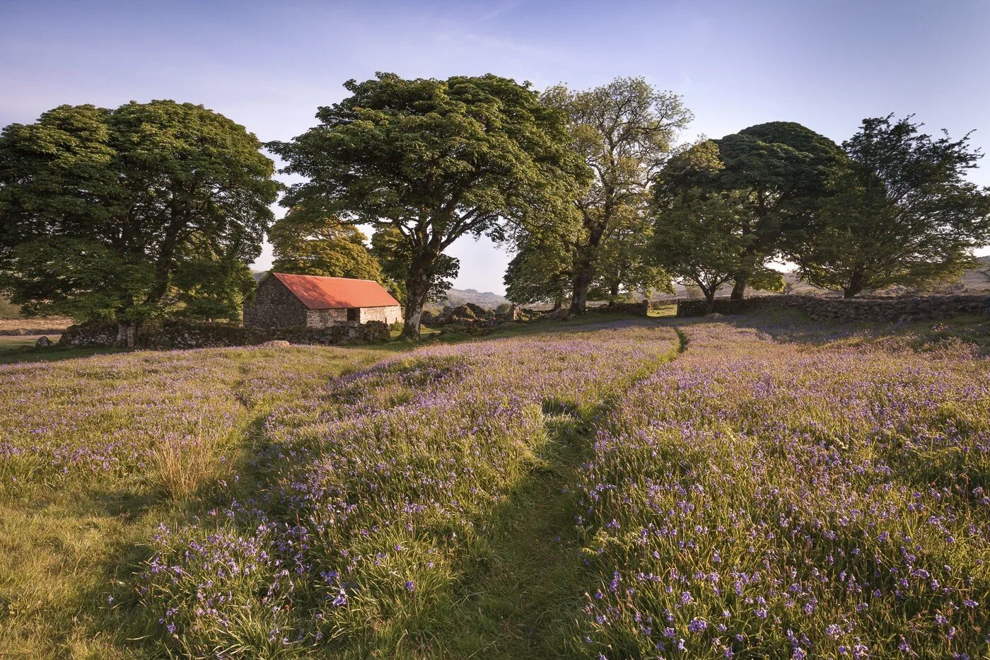 Bluebells at Emsworthy Mire, Dartmoor