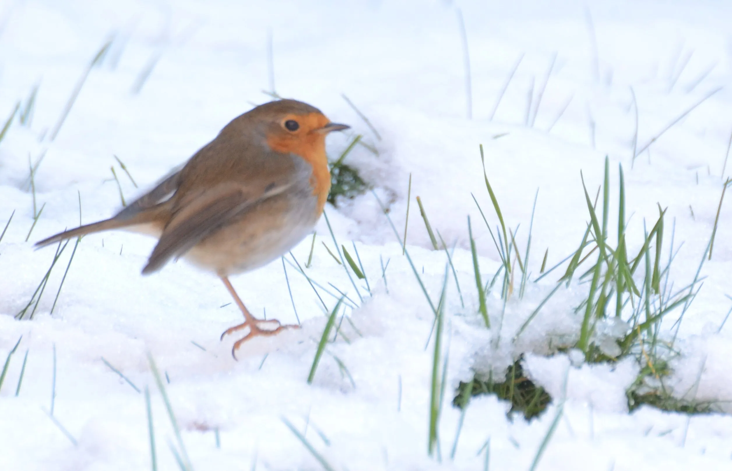 Mr Robin in the snow