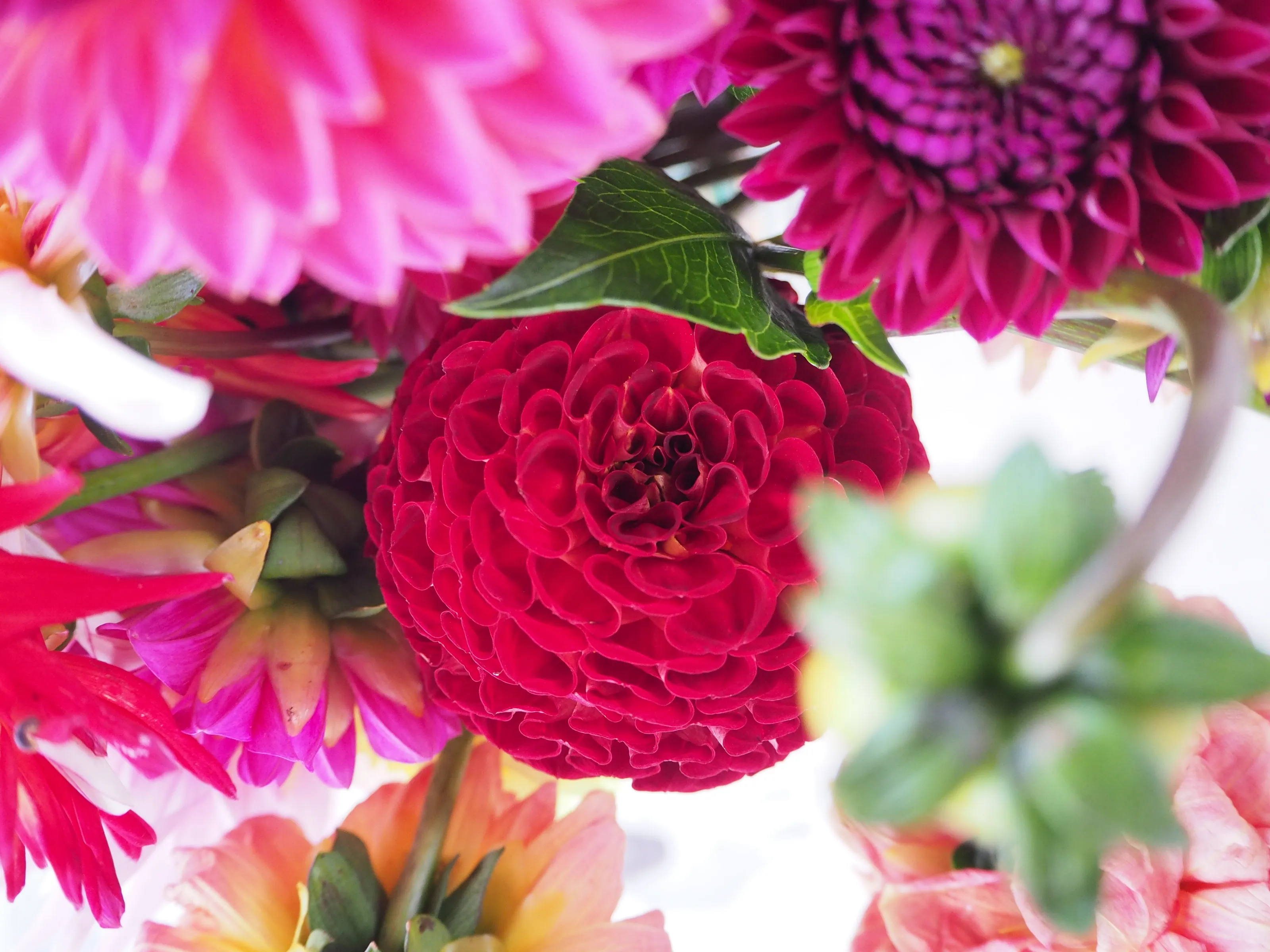 Hidden Dahlia