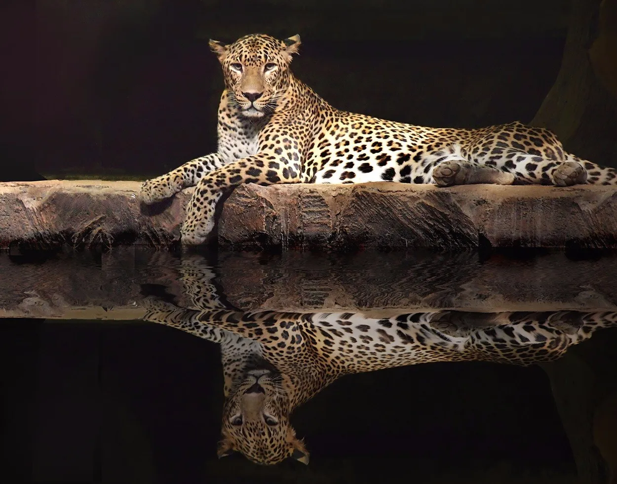 Majestic Leopard