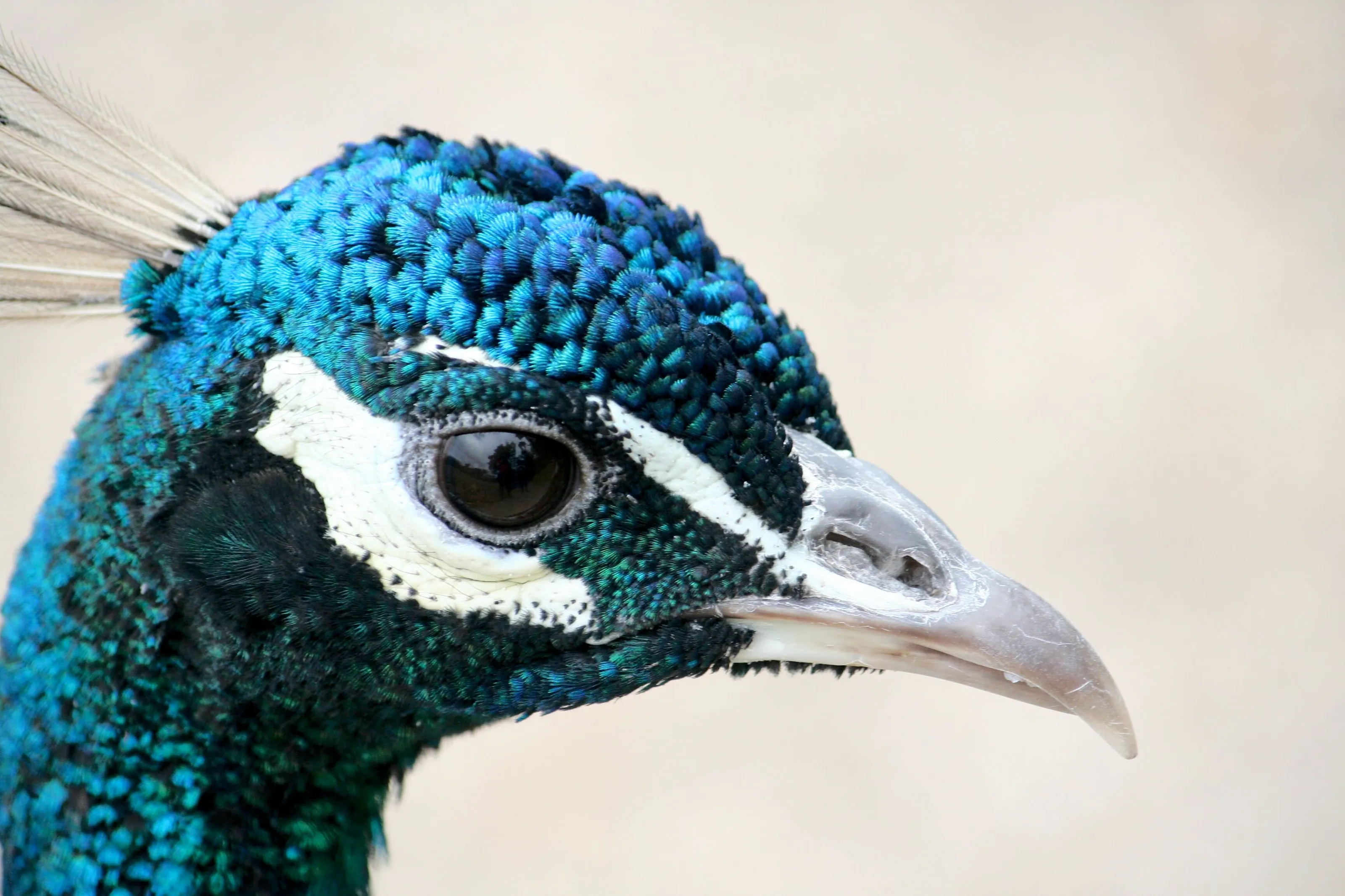 Le Peacock
