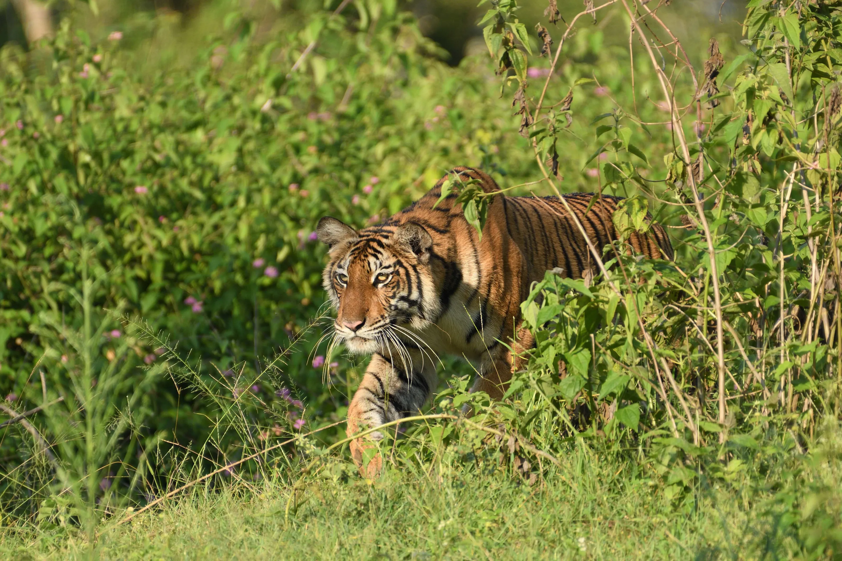 Ready for the kill!