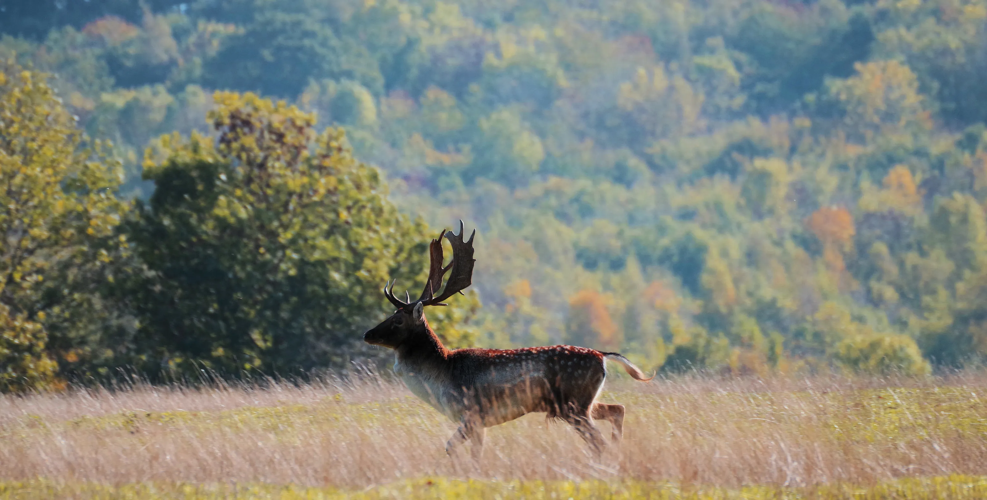 The rut