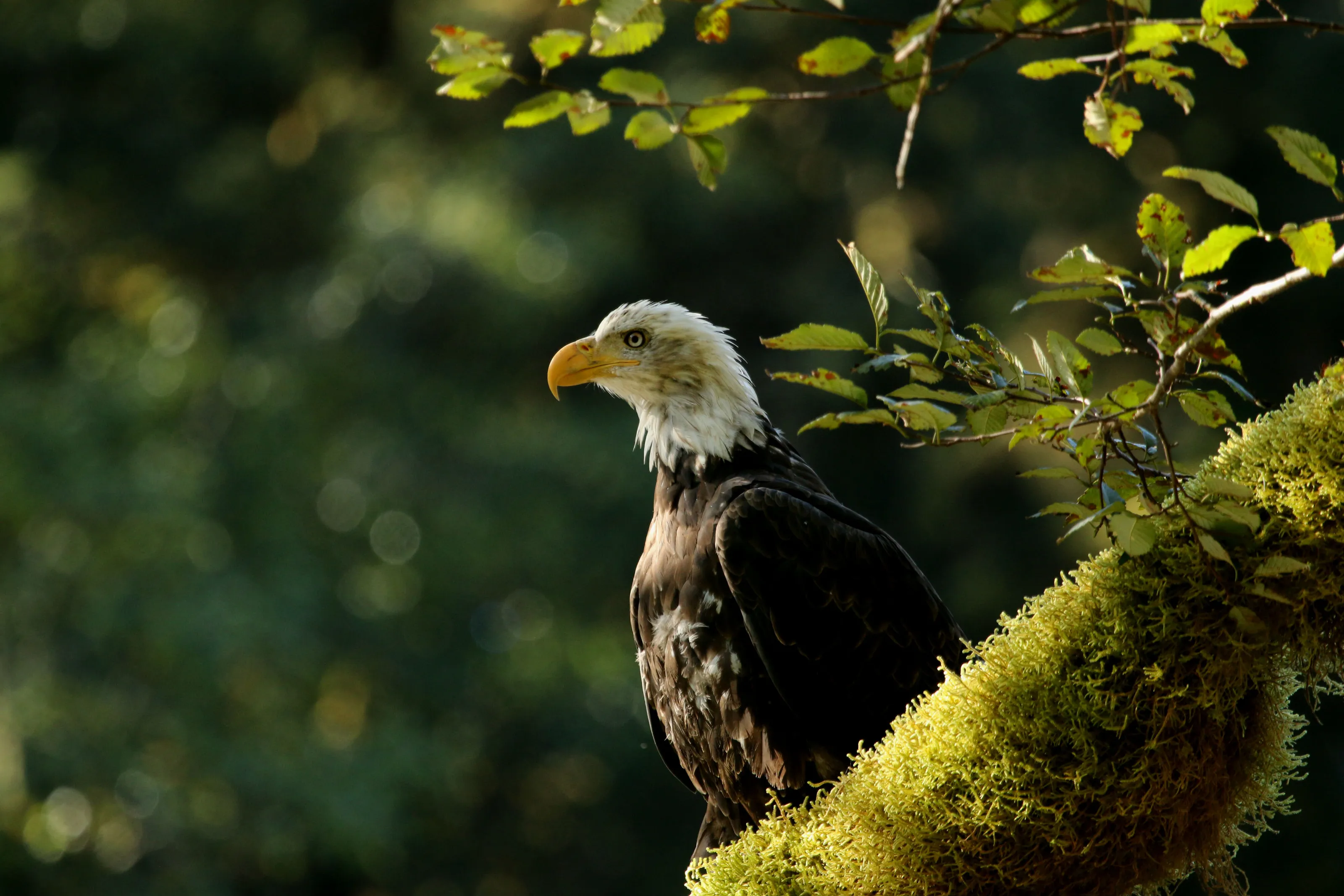 Bald Eagle in the Great Bear Rainforest