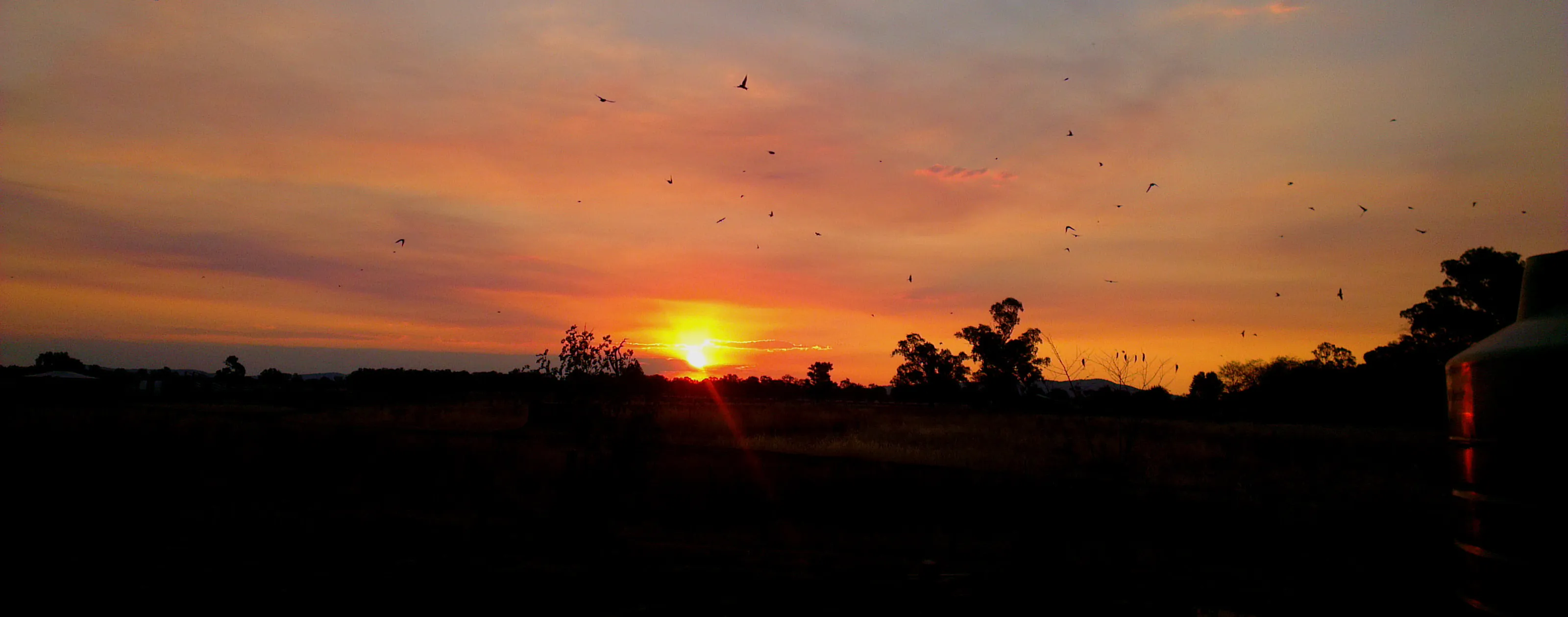 Swallows at Sunset