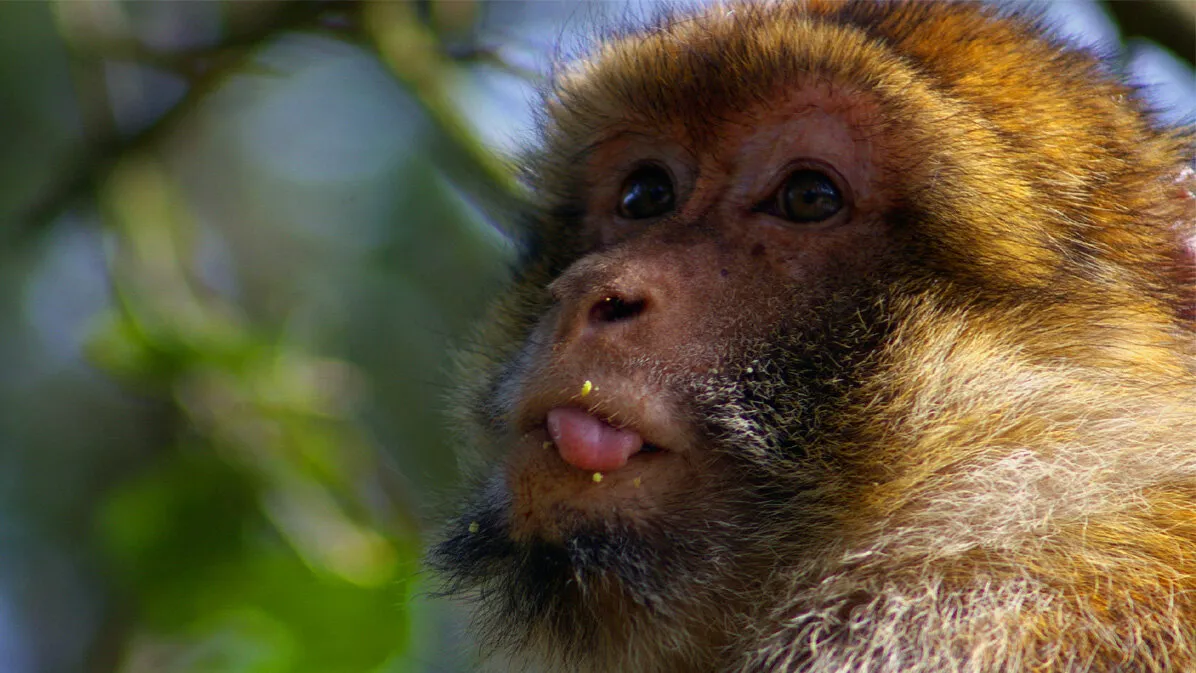 Mr Macaque