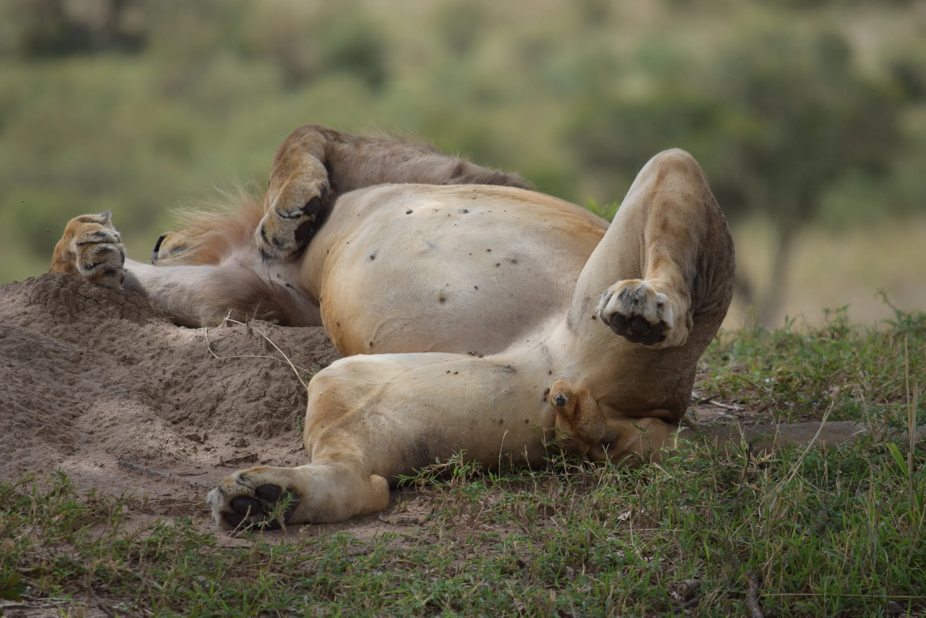 Lion sleeping
