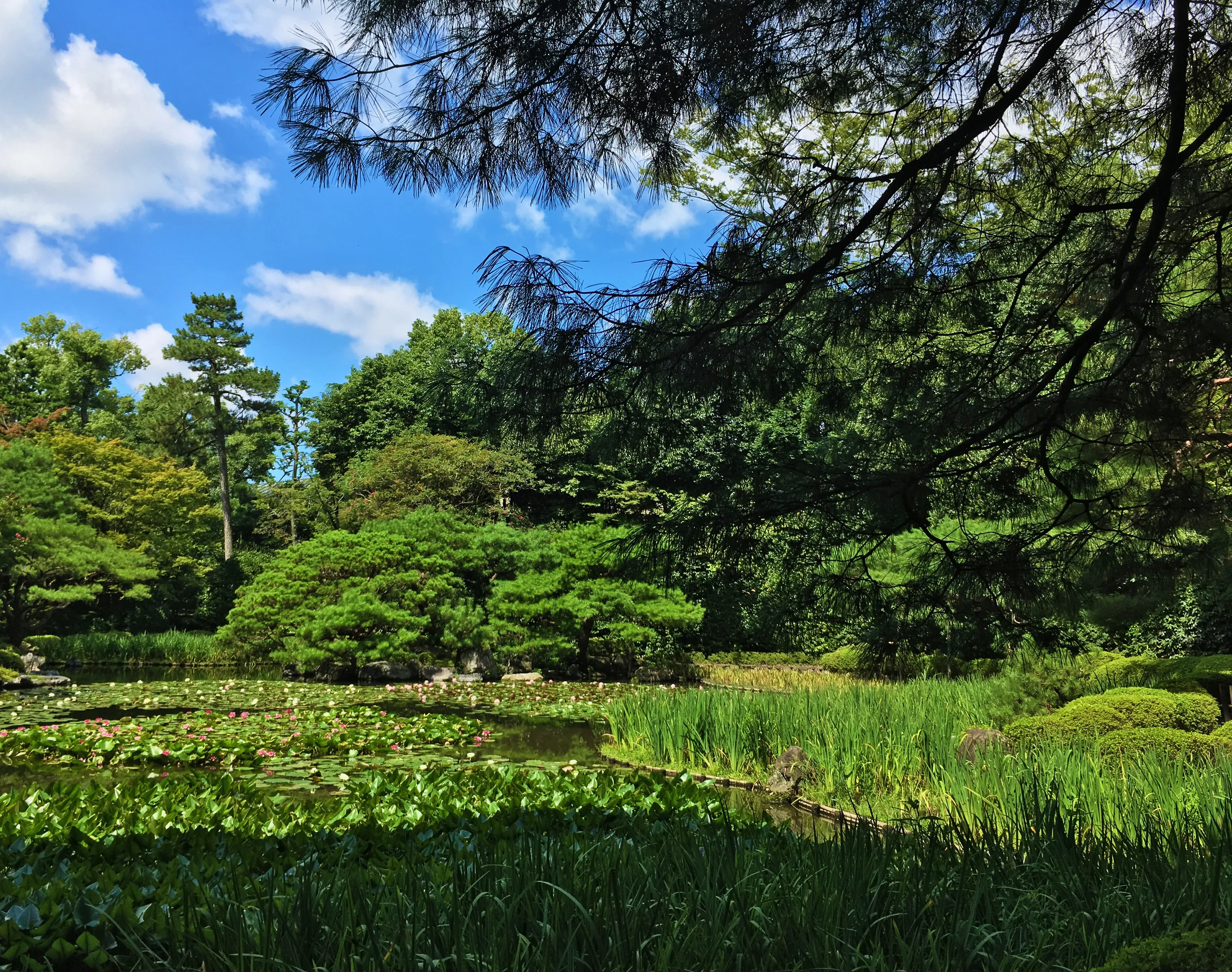 Summer day in a japanese garden