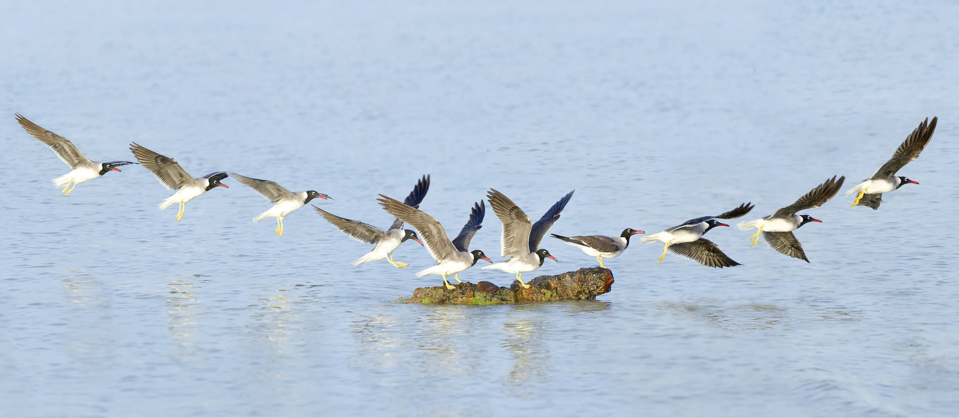 Bird in Flight