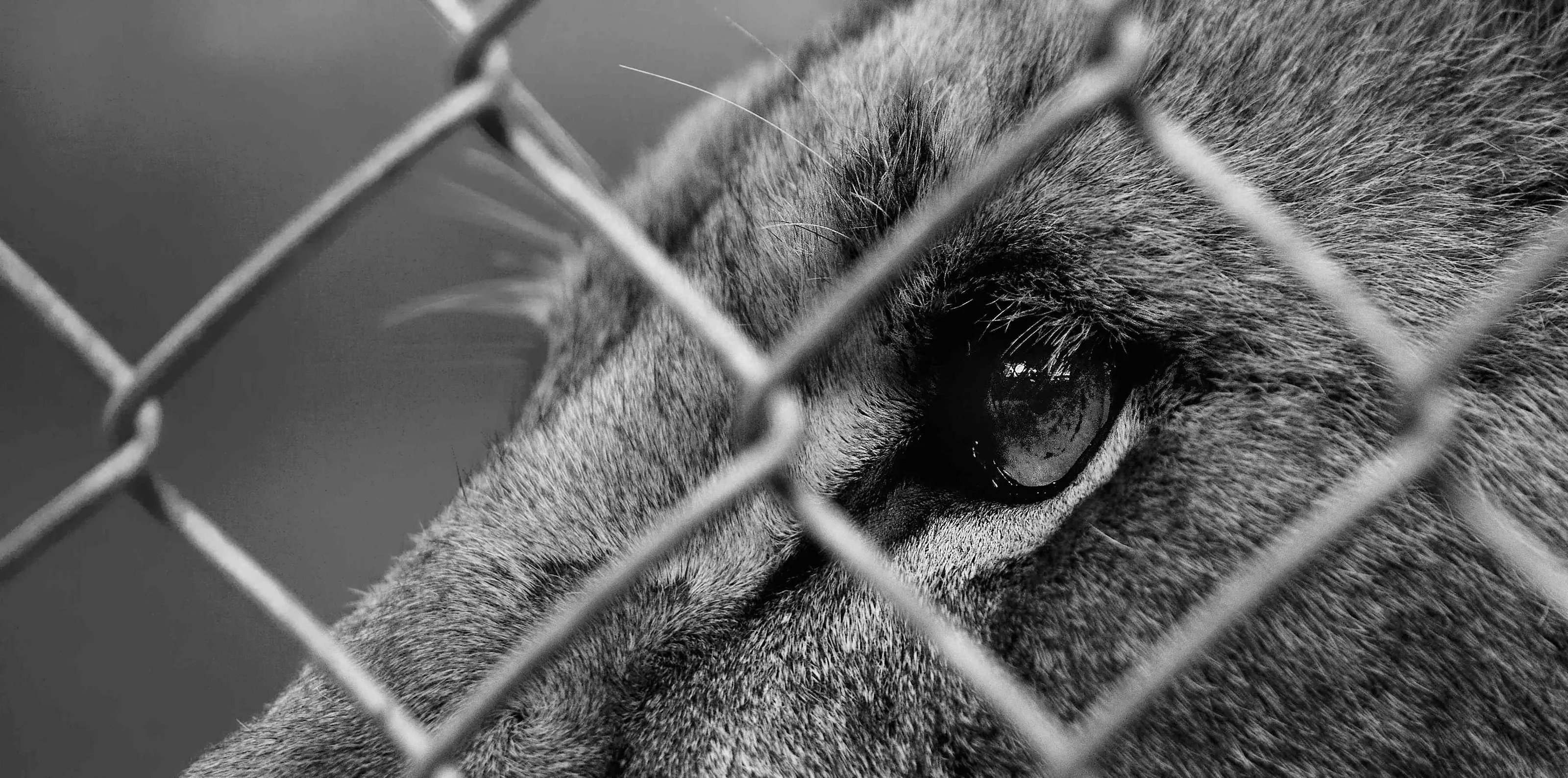 Caged