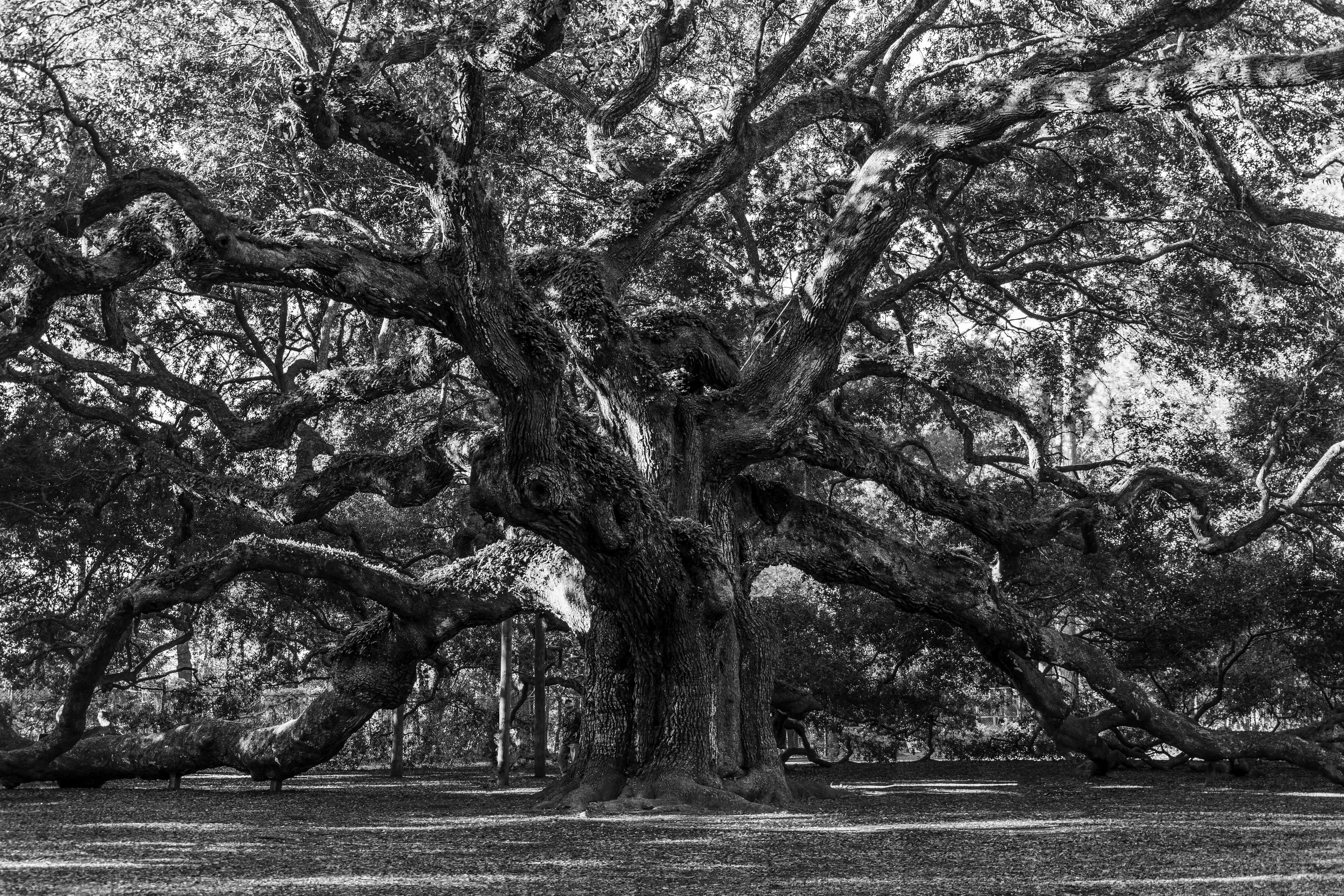 The Angel Oak