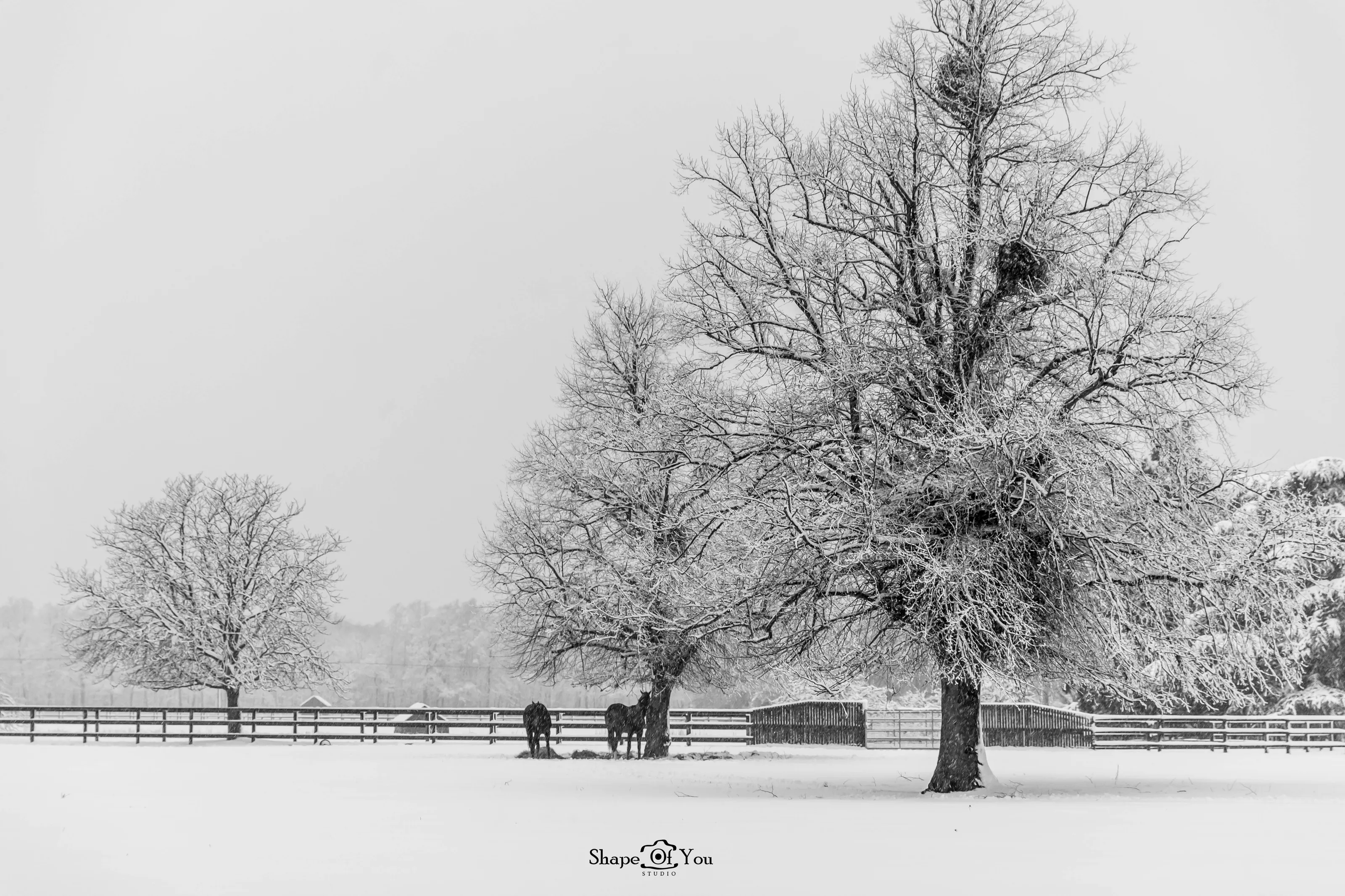 Winter field