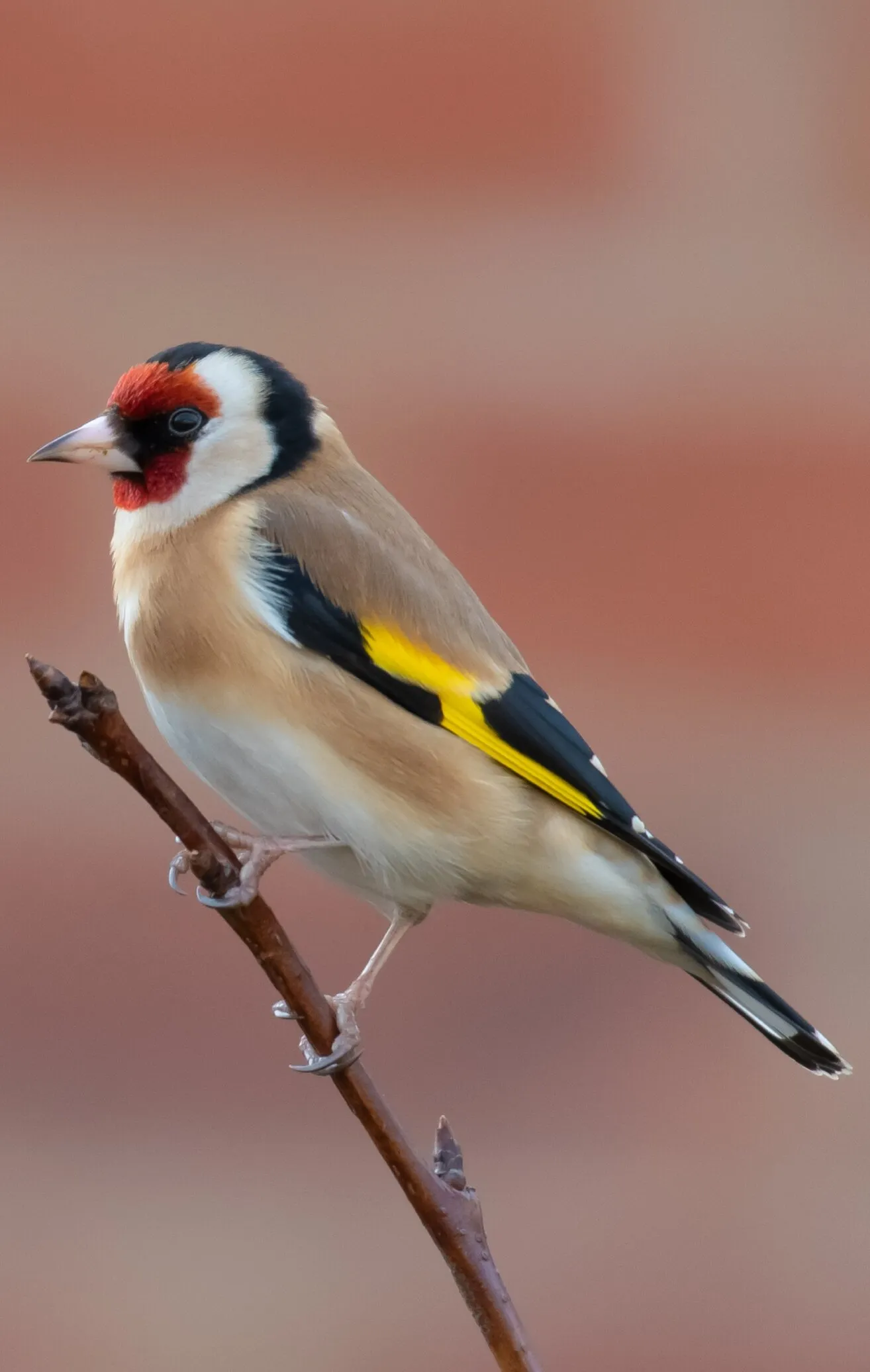 Goldfinch