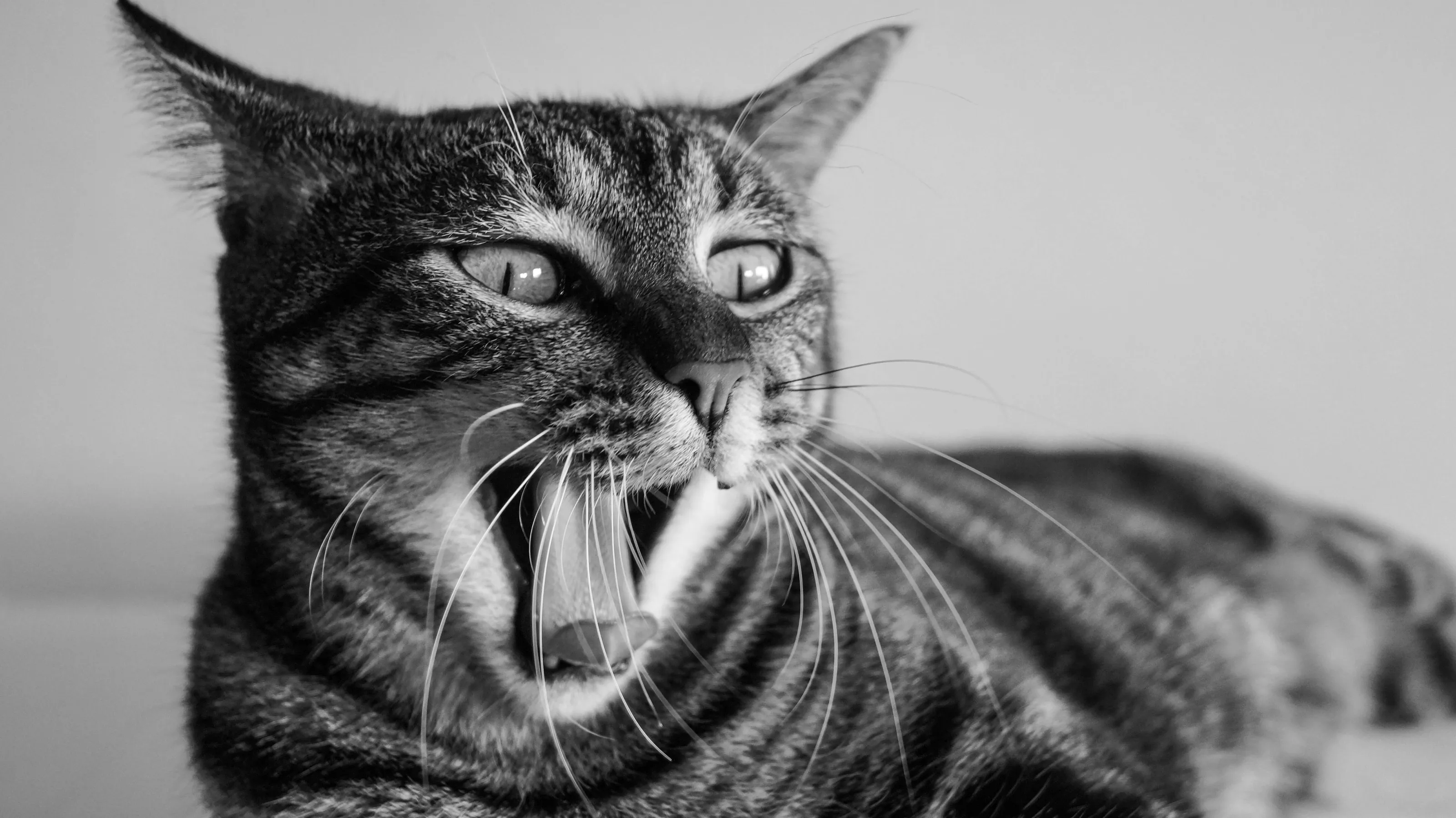 Confessions of a Psycho Cat
