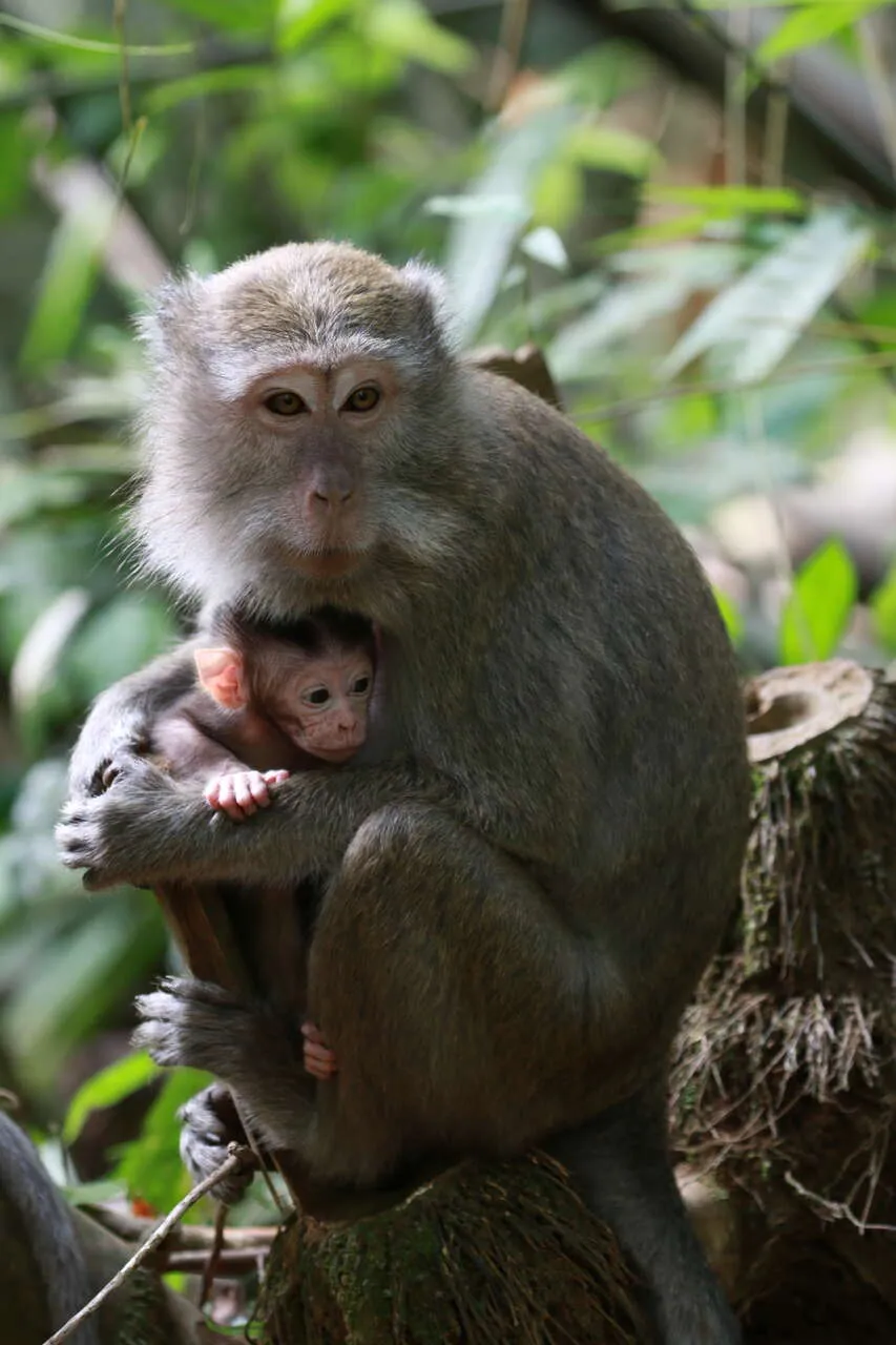 Kids of monkey