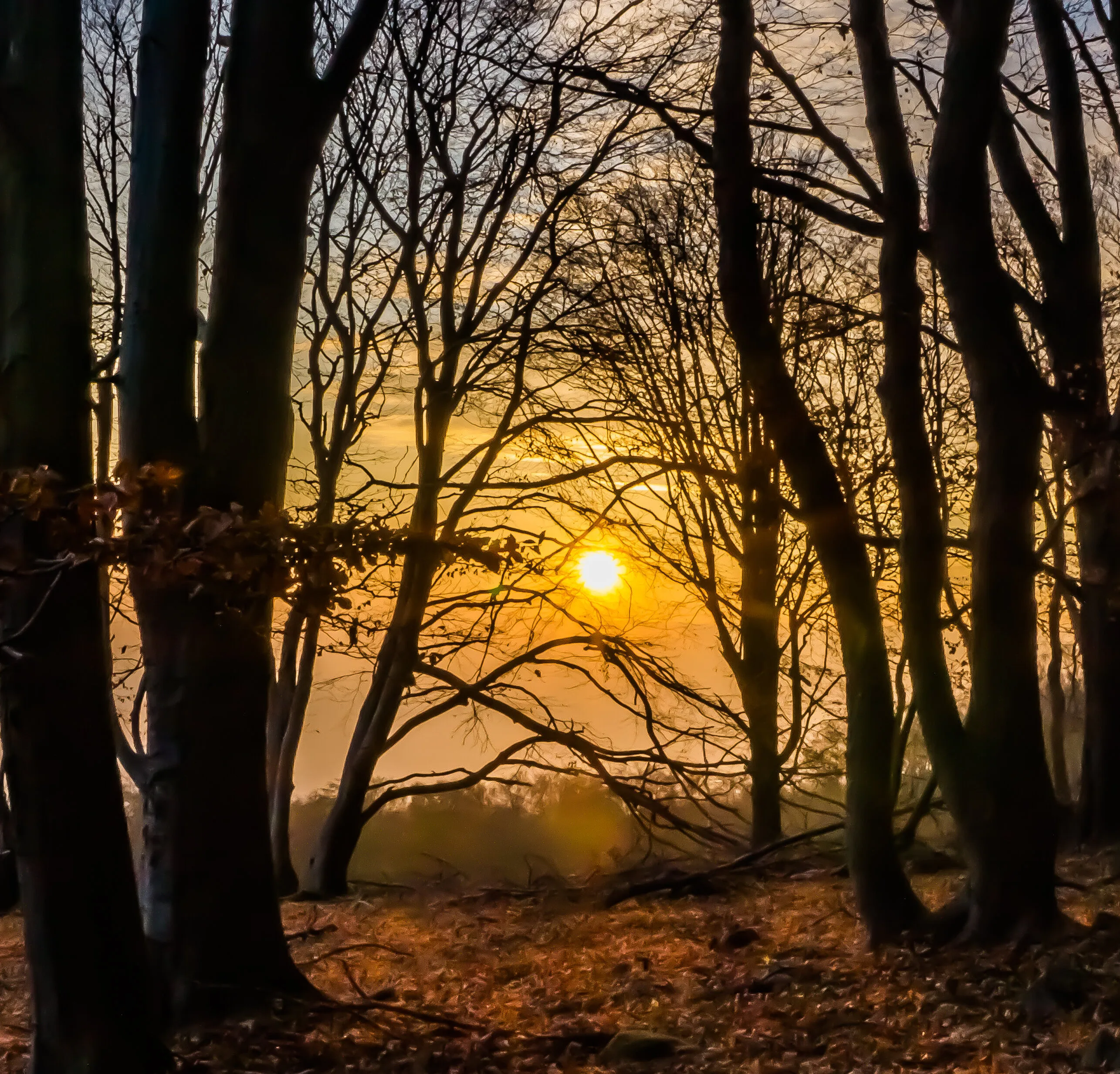 Dusk at the forest