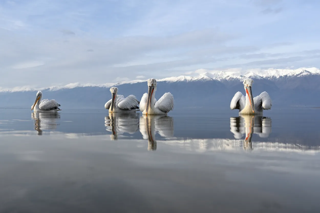 Four curious