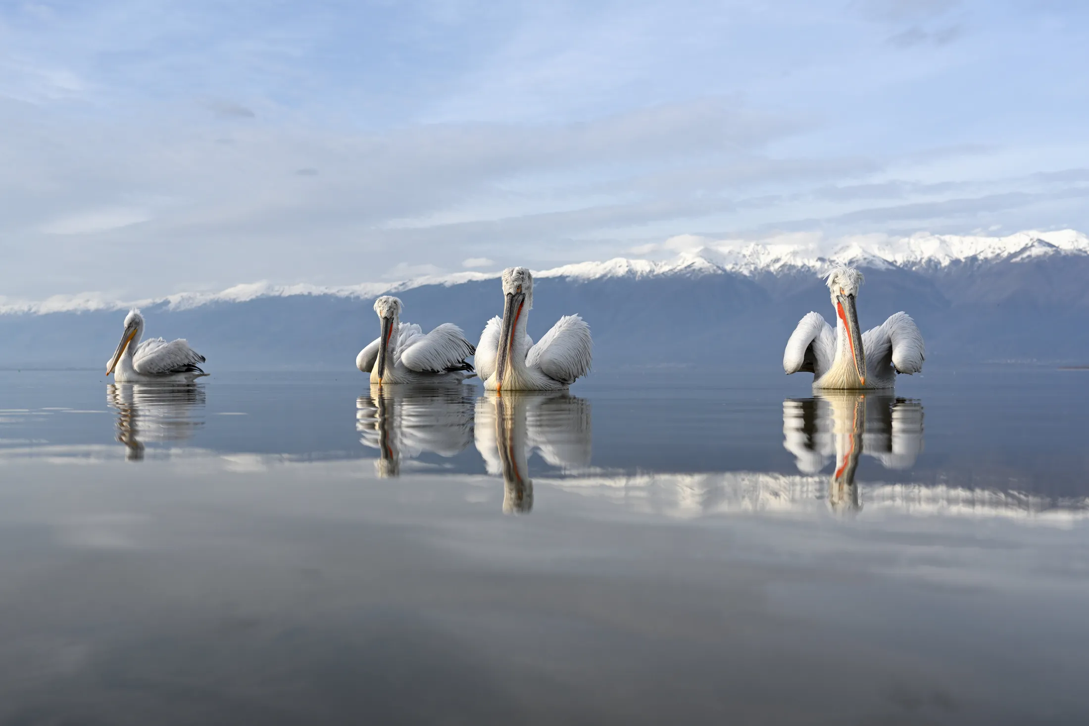 Four curious