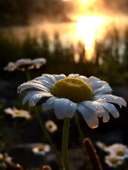 Daisy at sunrise