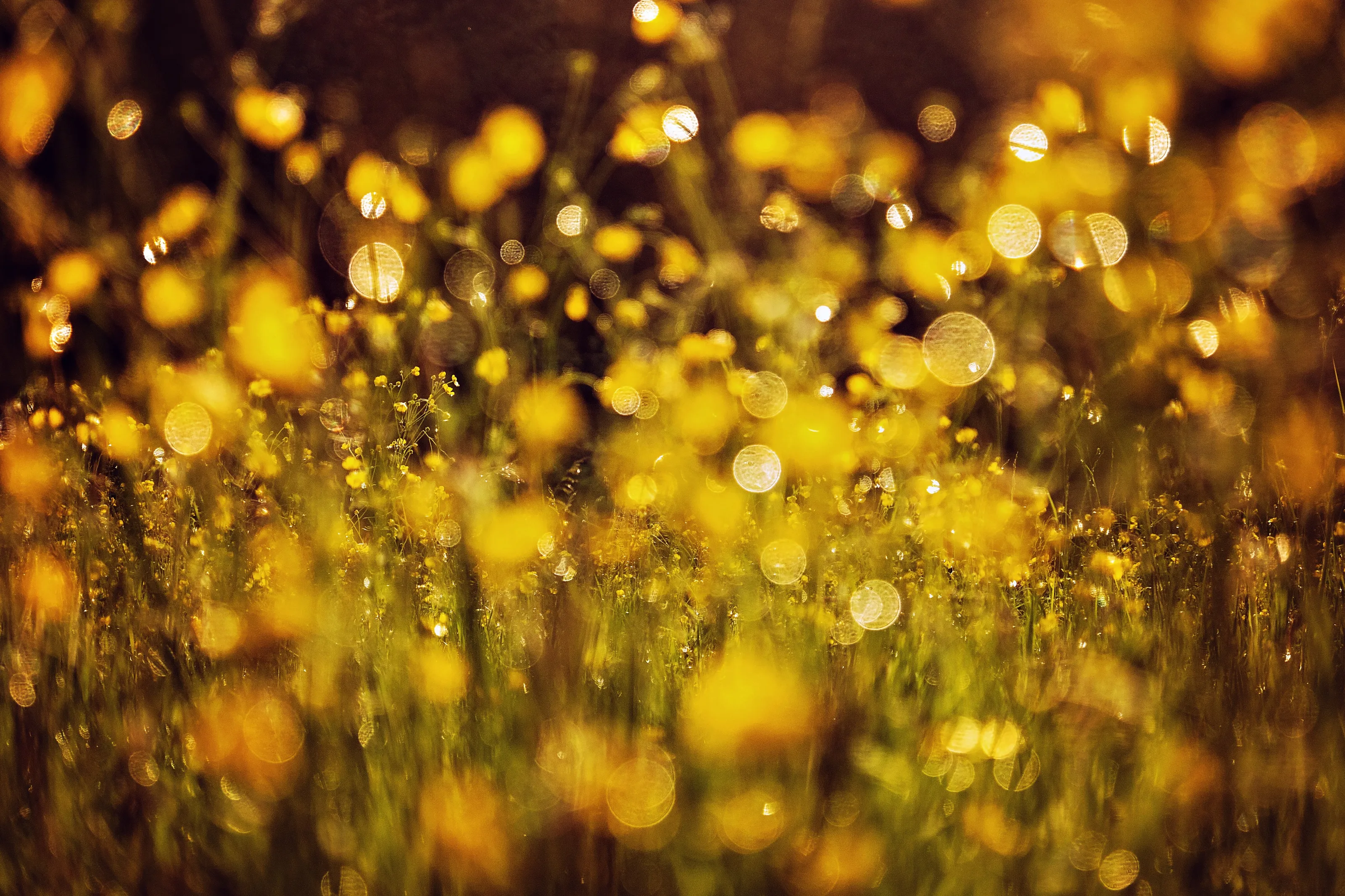 ...grassland