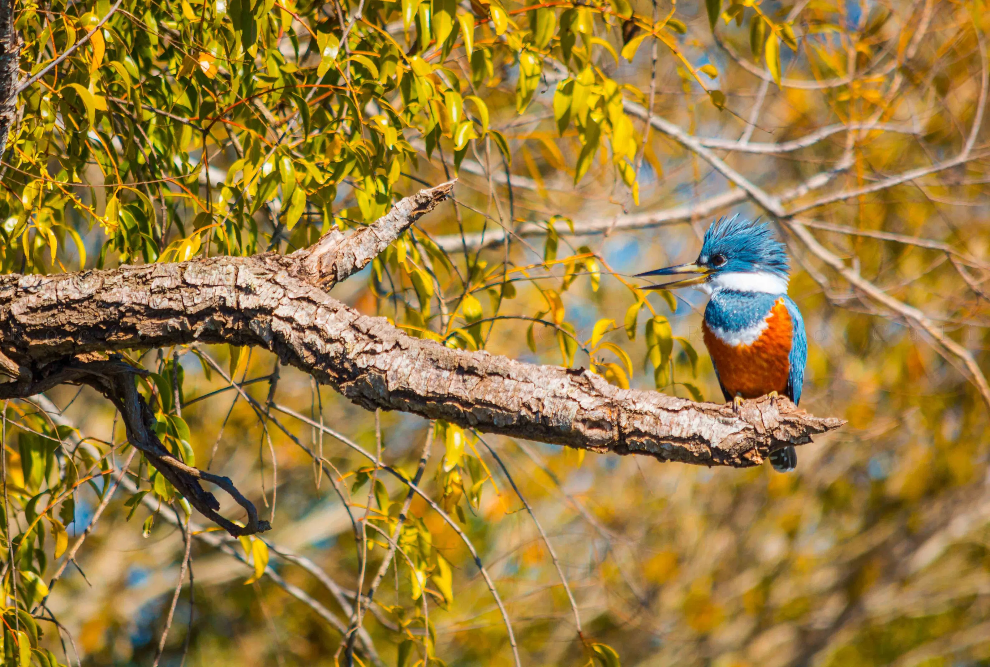 The cry of the Kingfisher 🐦 It may be trying to communicate something, but we don’t understand. Wha