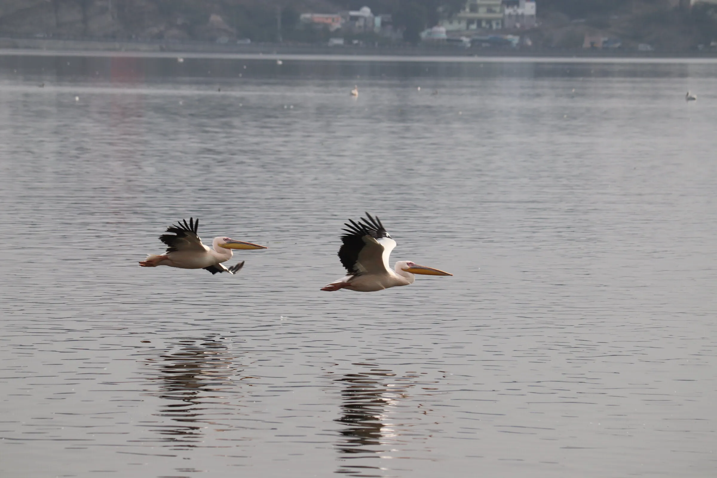 Migratory Pelicans on a smooth flight !!