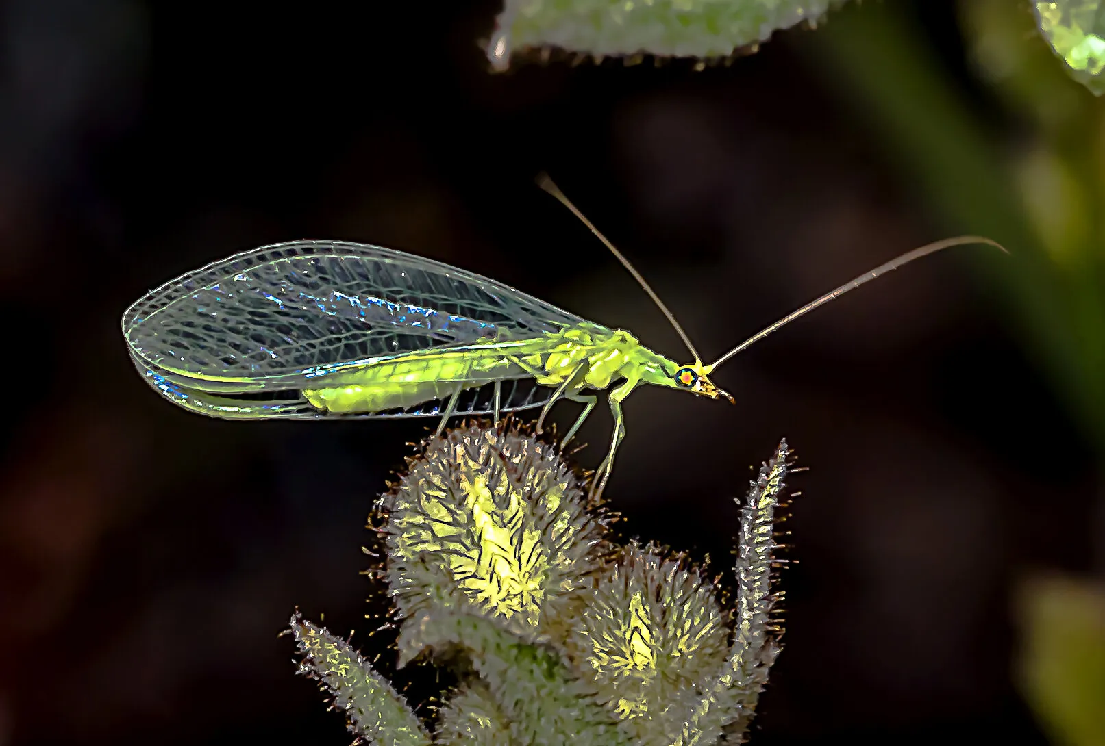 Green lacewings