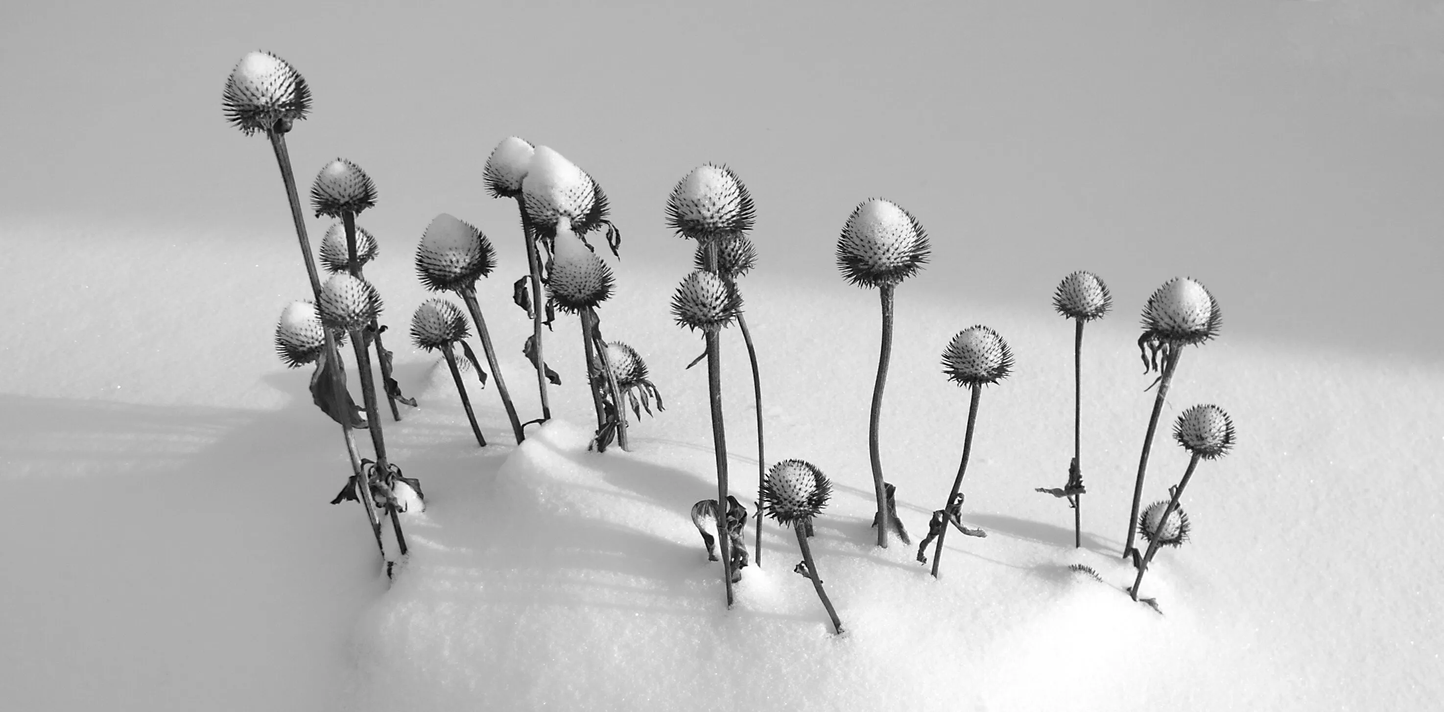 Coneflowers in the Snow