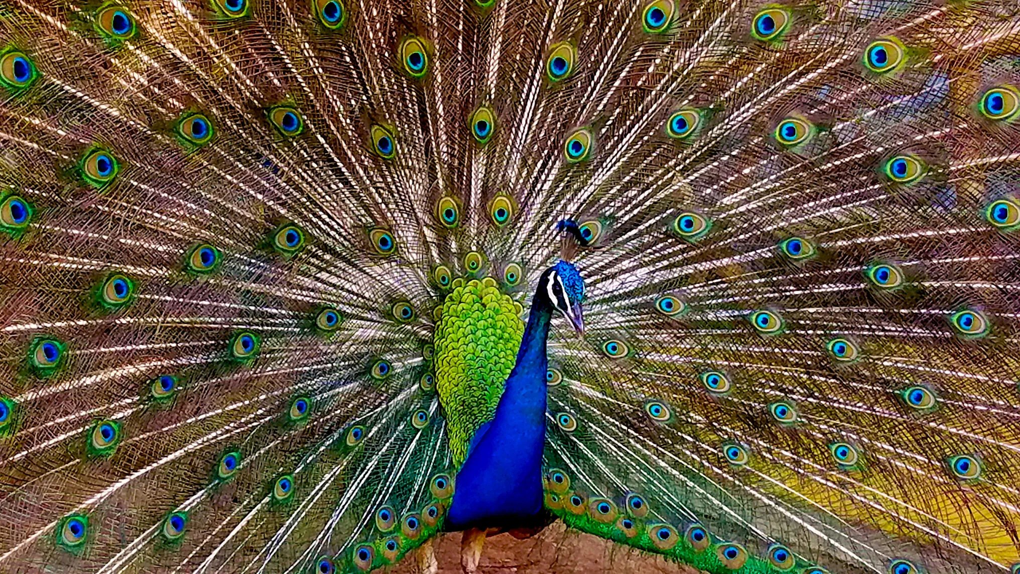 Peacock