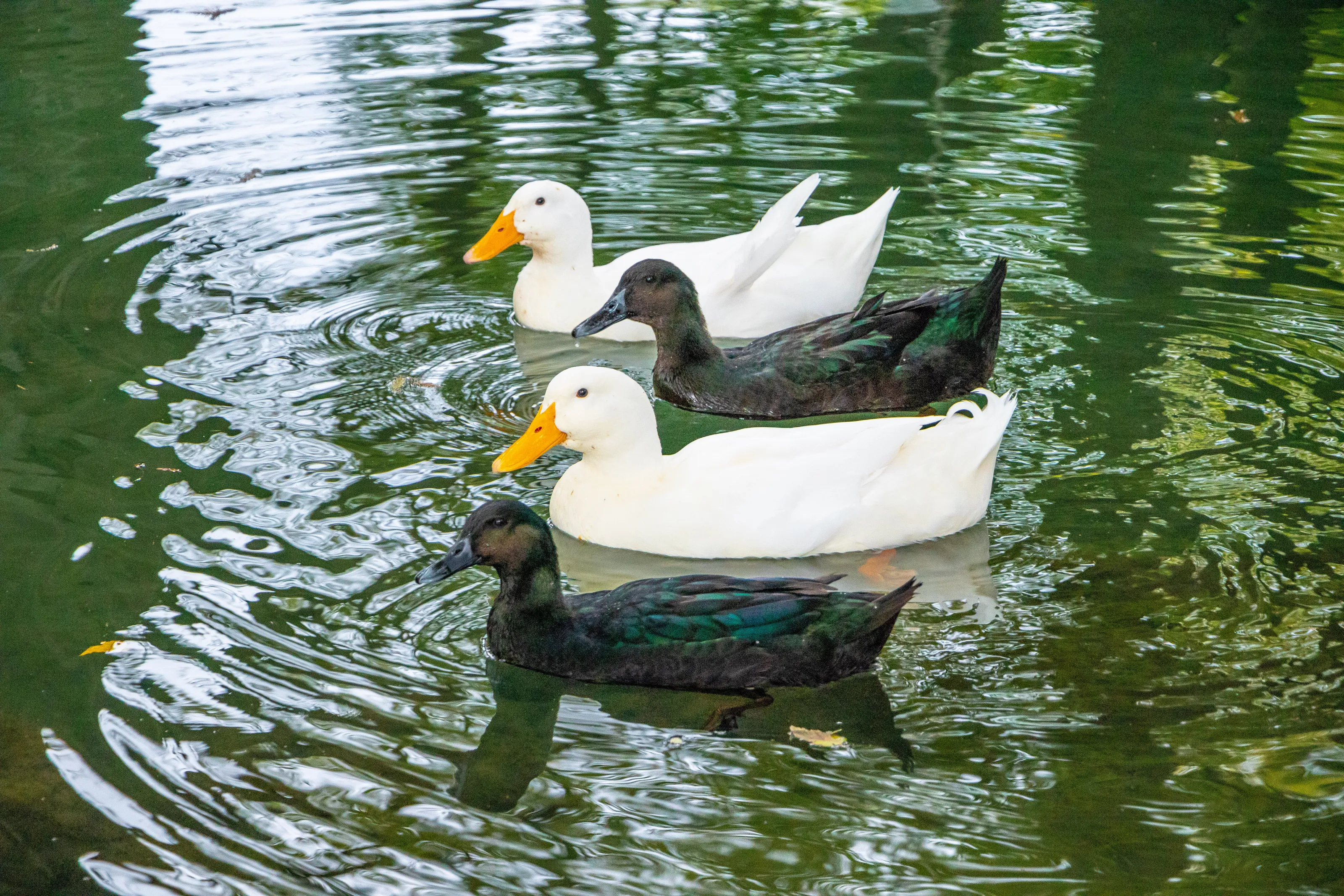 Double Duck