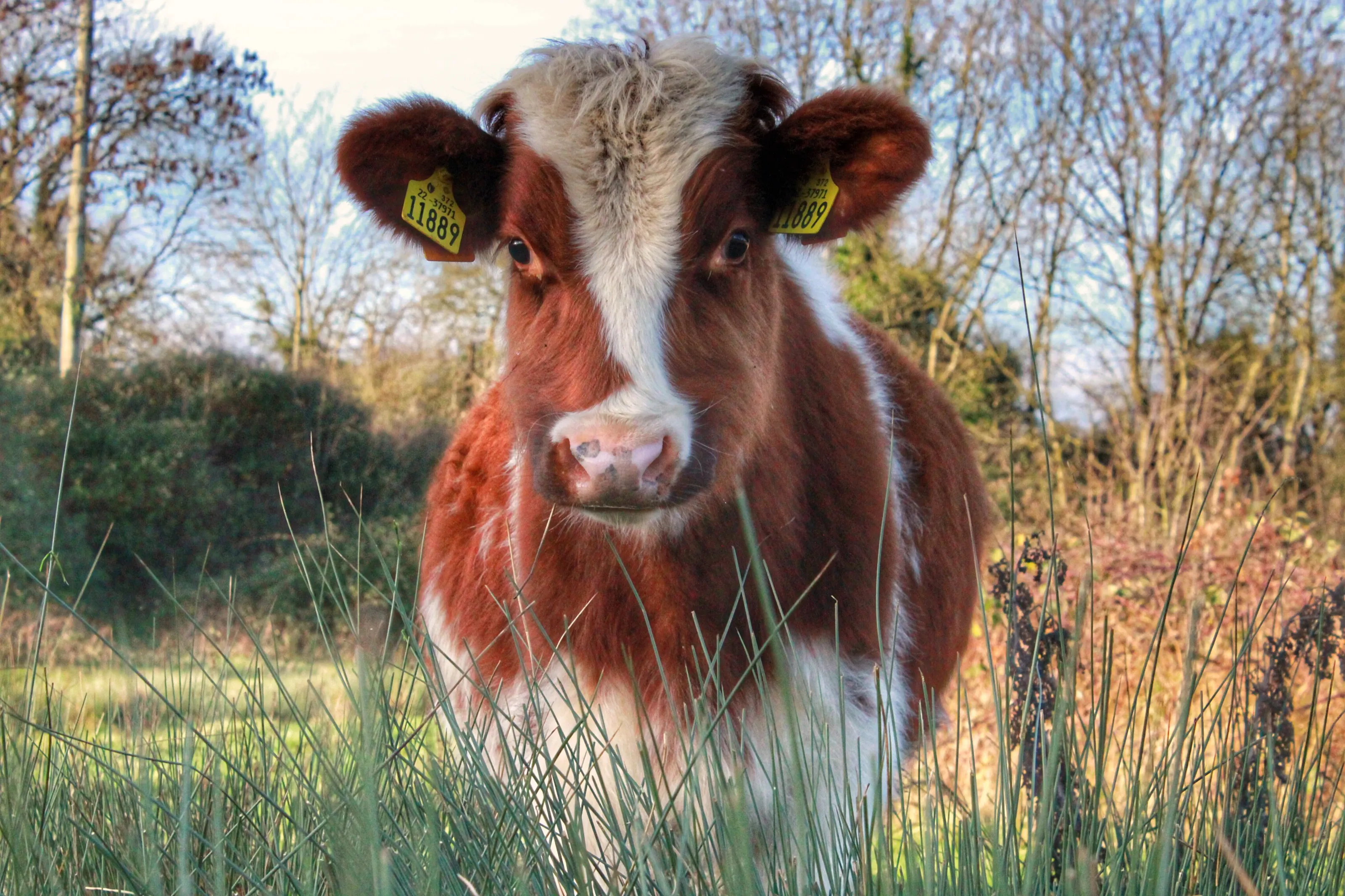 Betsy, the photogenic Cow