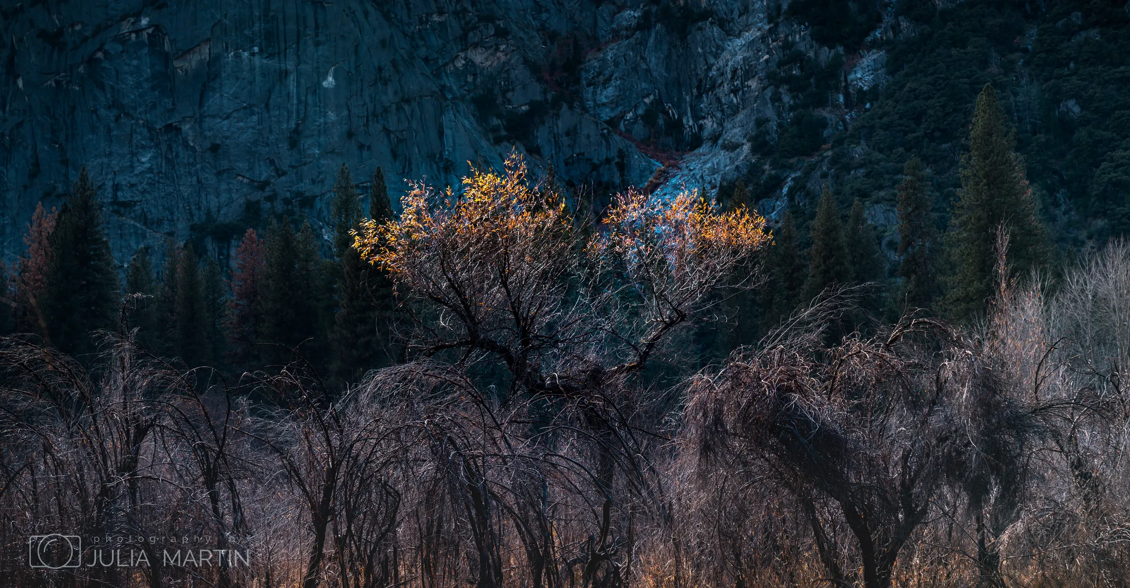 Entry 4410801