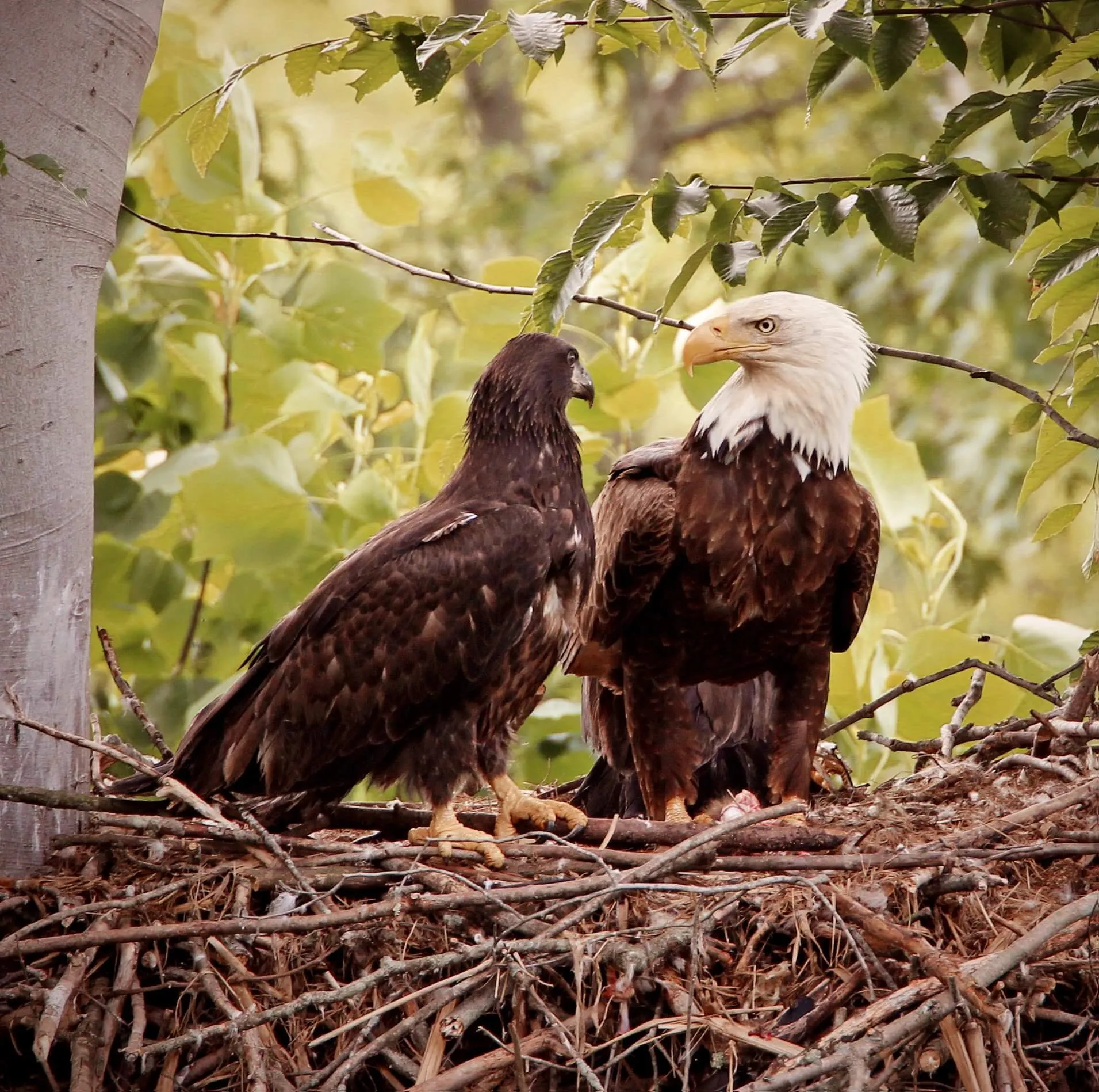 Eagle family